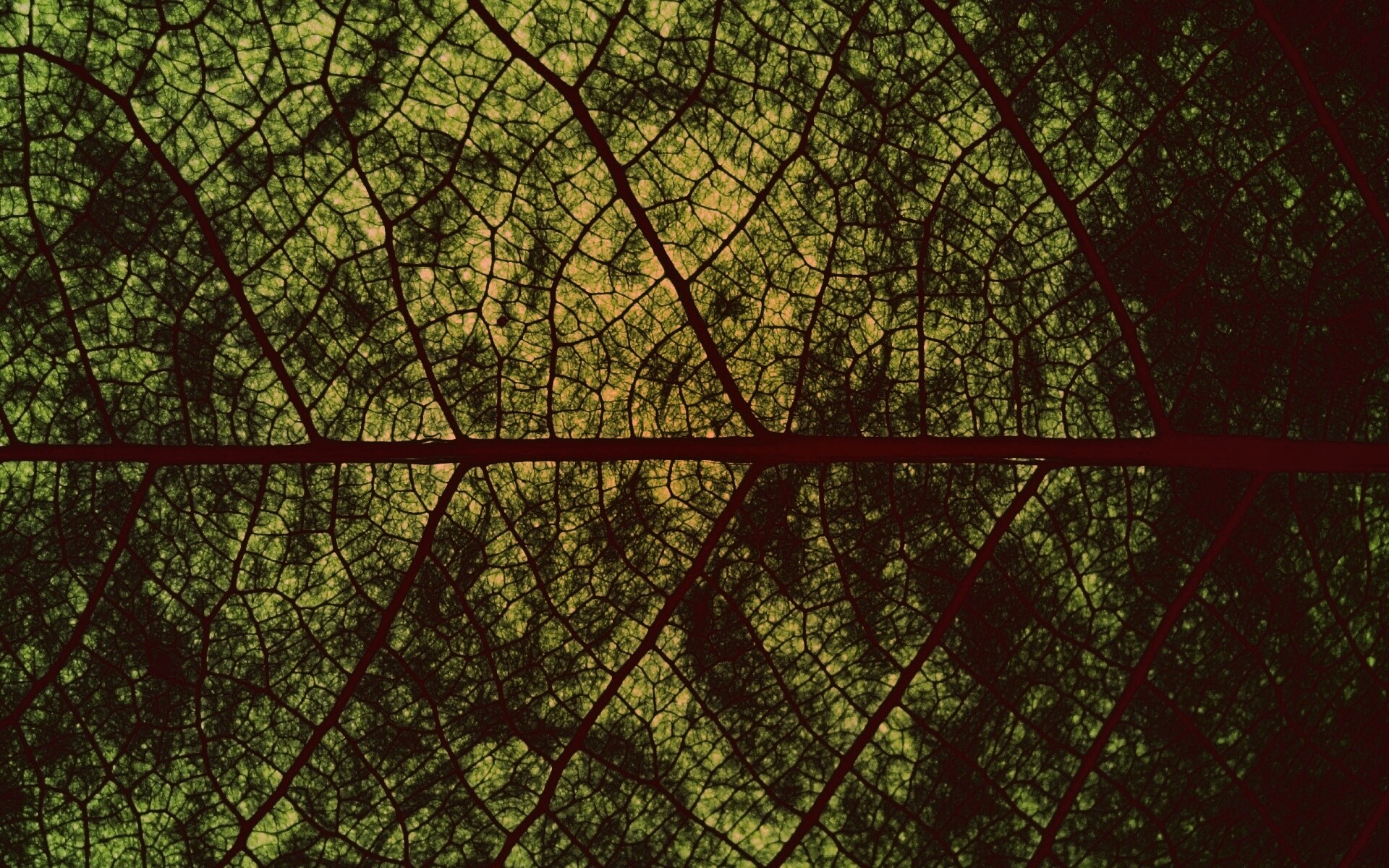 Свечение зеленого листа в макро обои