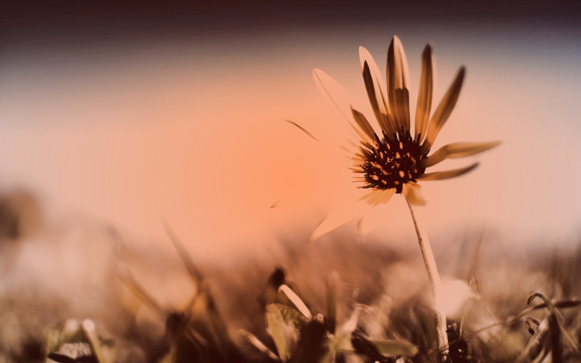 Летний цветок на солнце обои