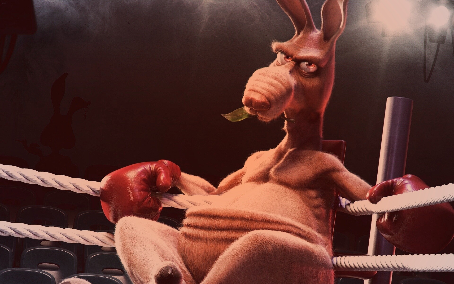Кенгуру-боксер на ринге обои