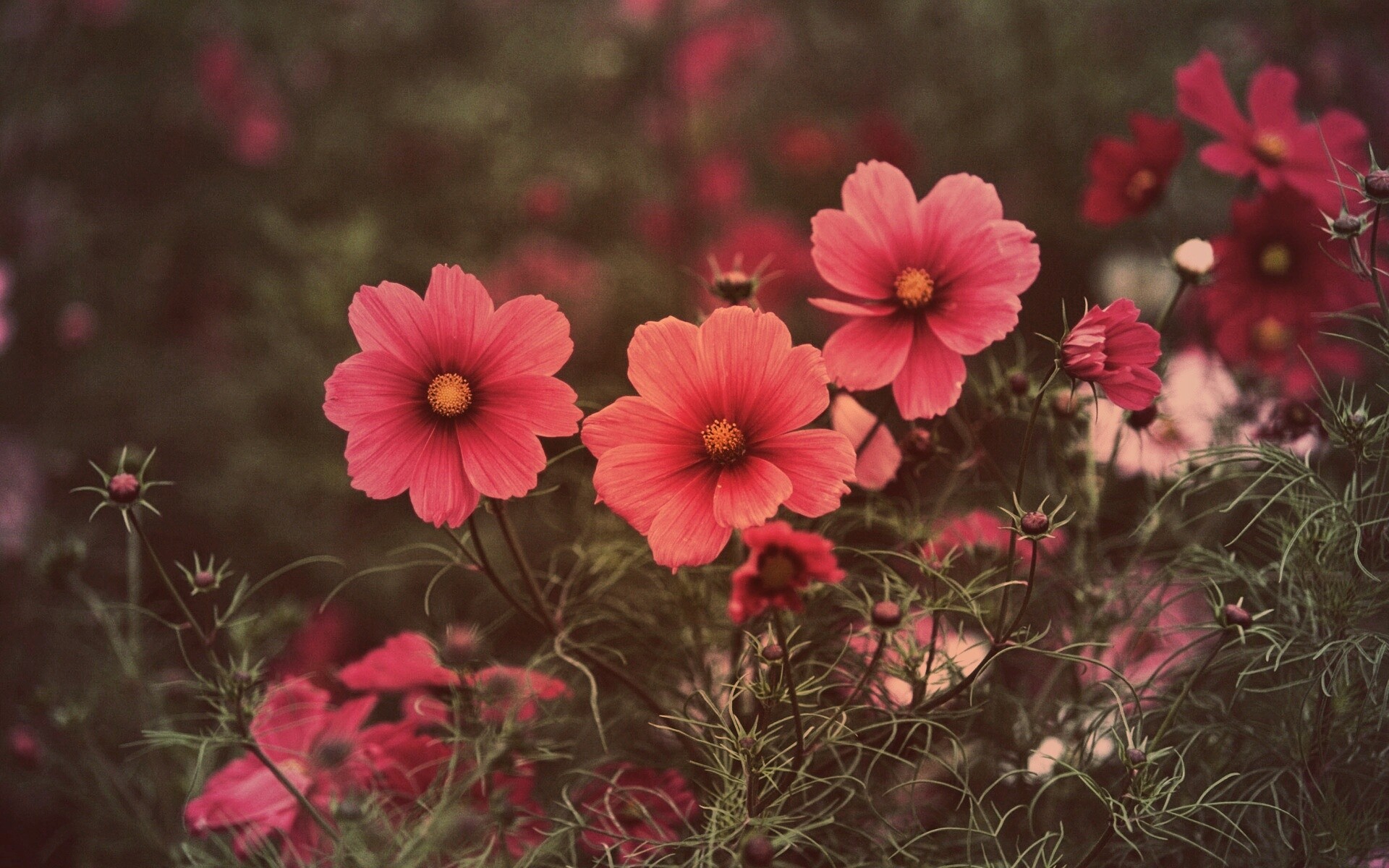 Яркие розовые цветы обои