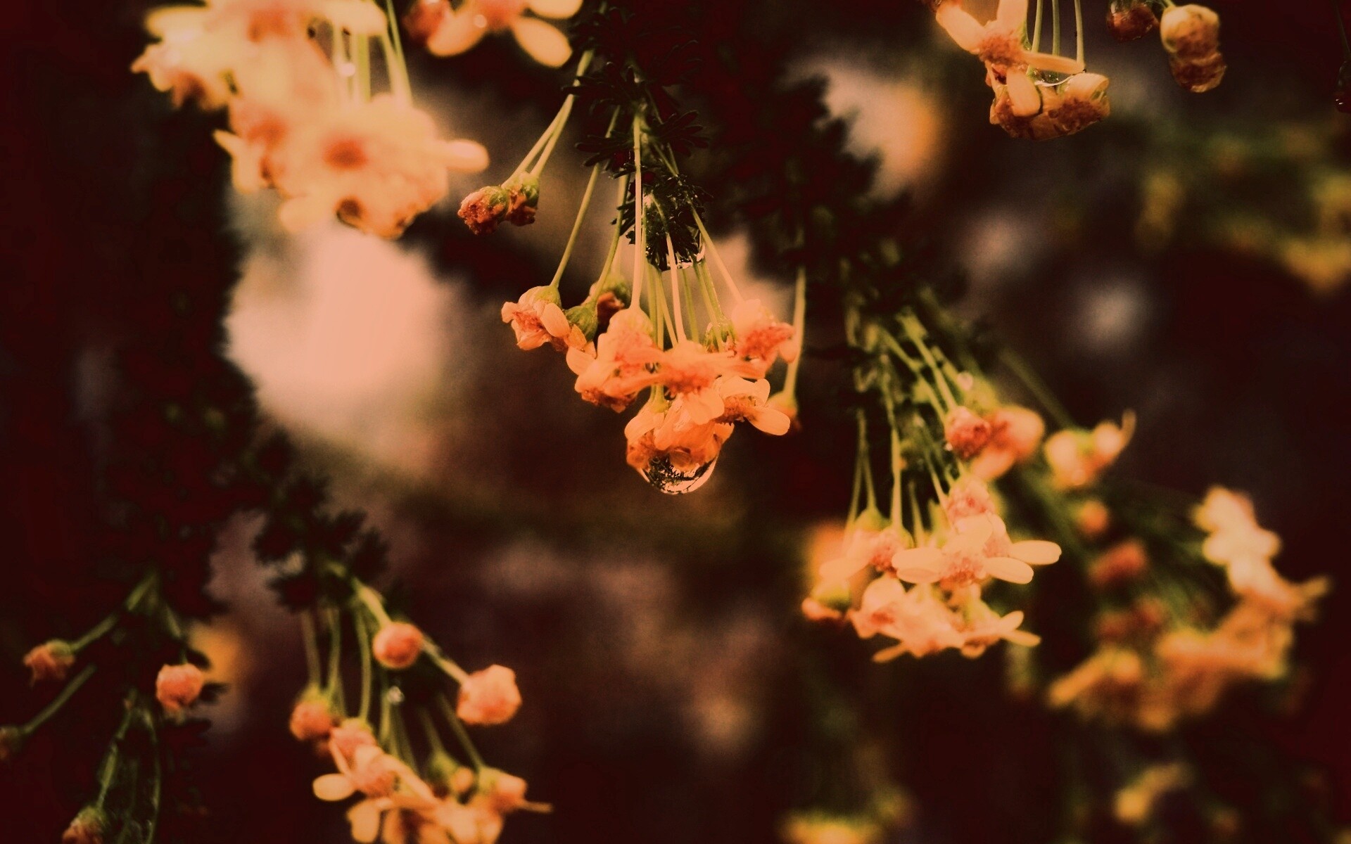 Жёлтые цветочки на ветке обои