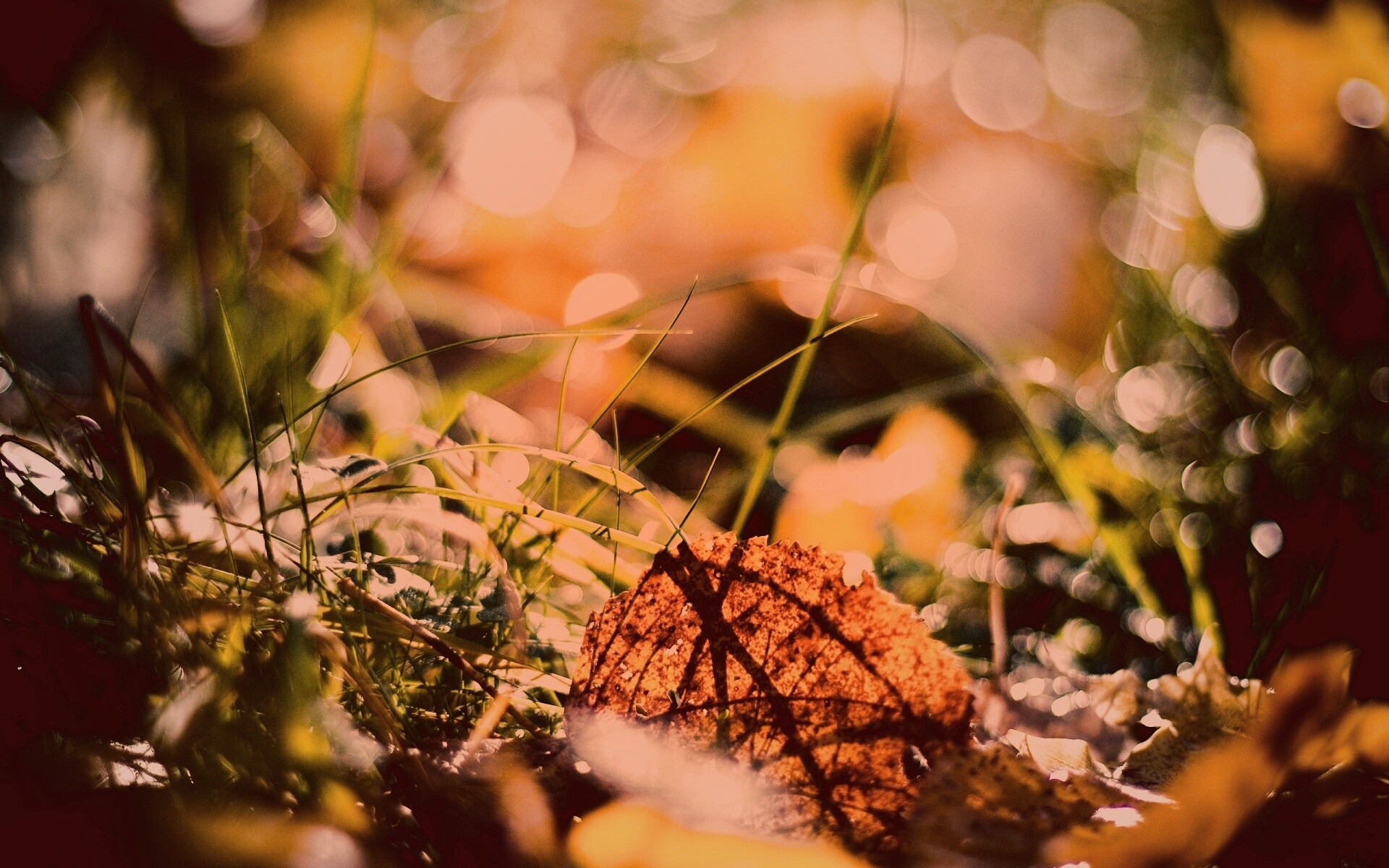 Опавший лист в траве обои