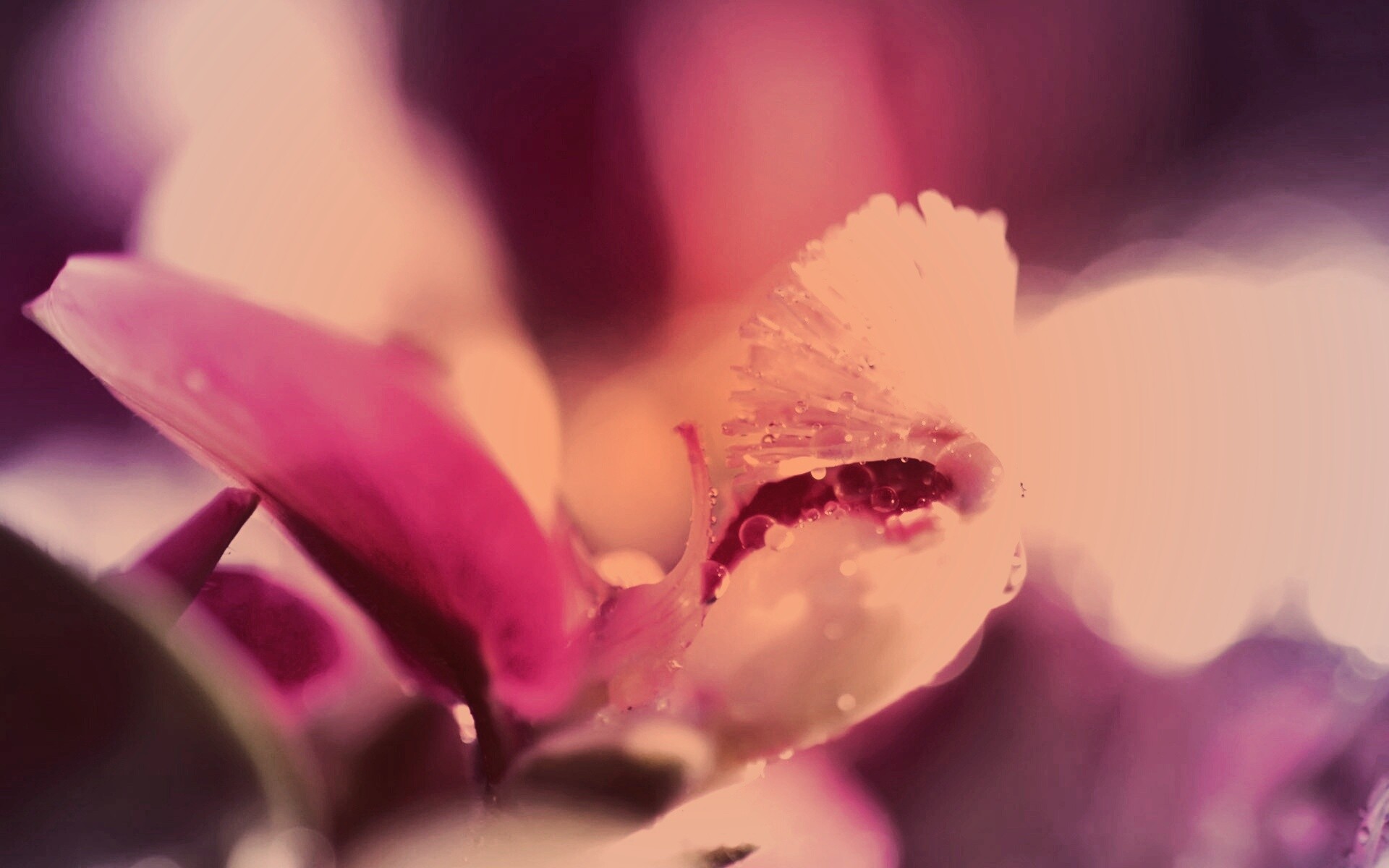 Капли на лиловом цветке обои