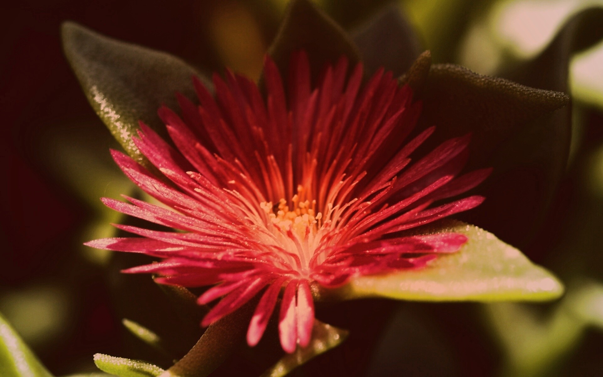 Чудесный цветок обои