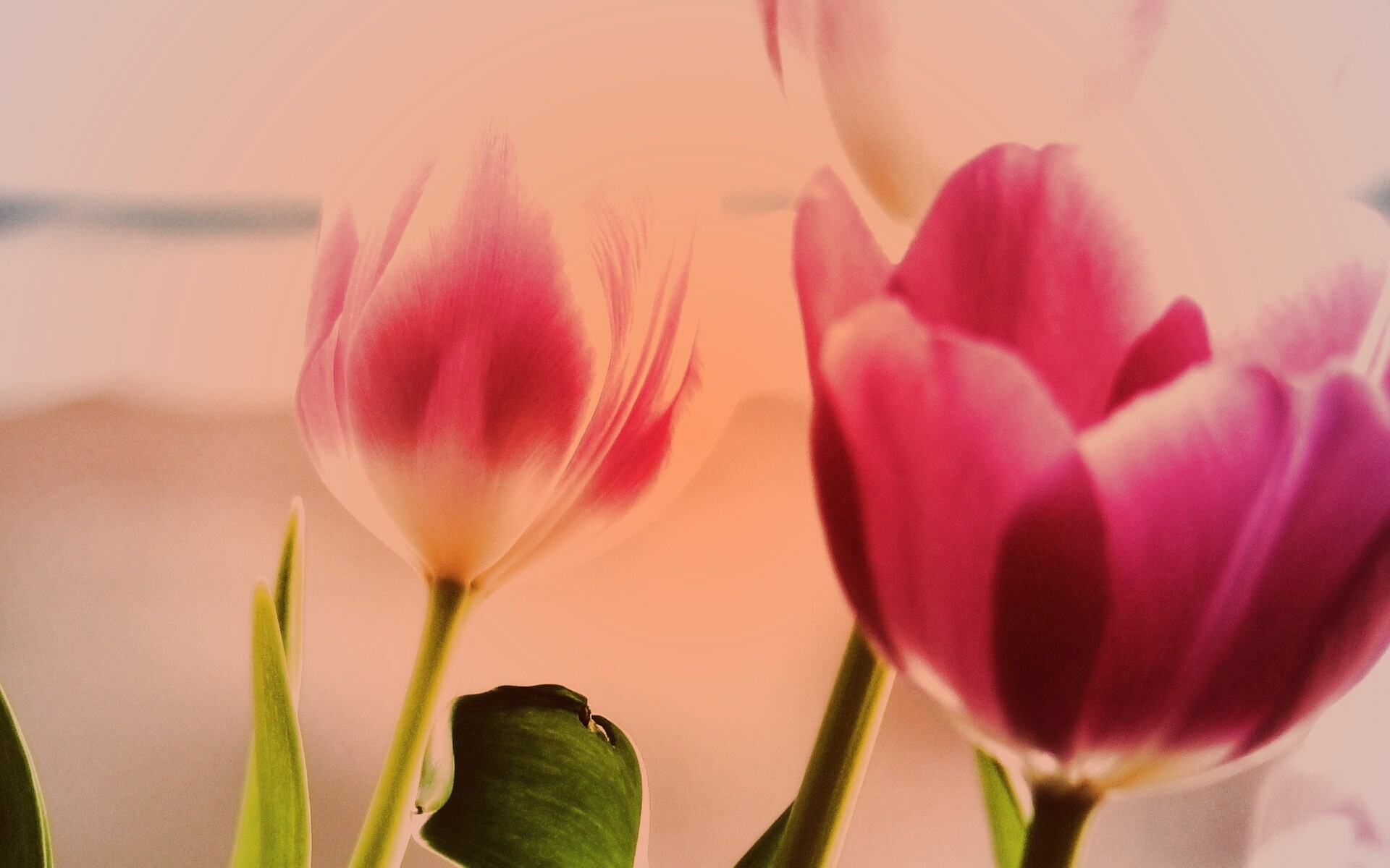 Тюльпаны обои