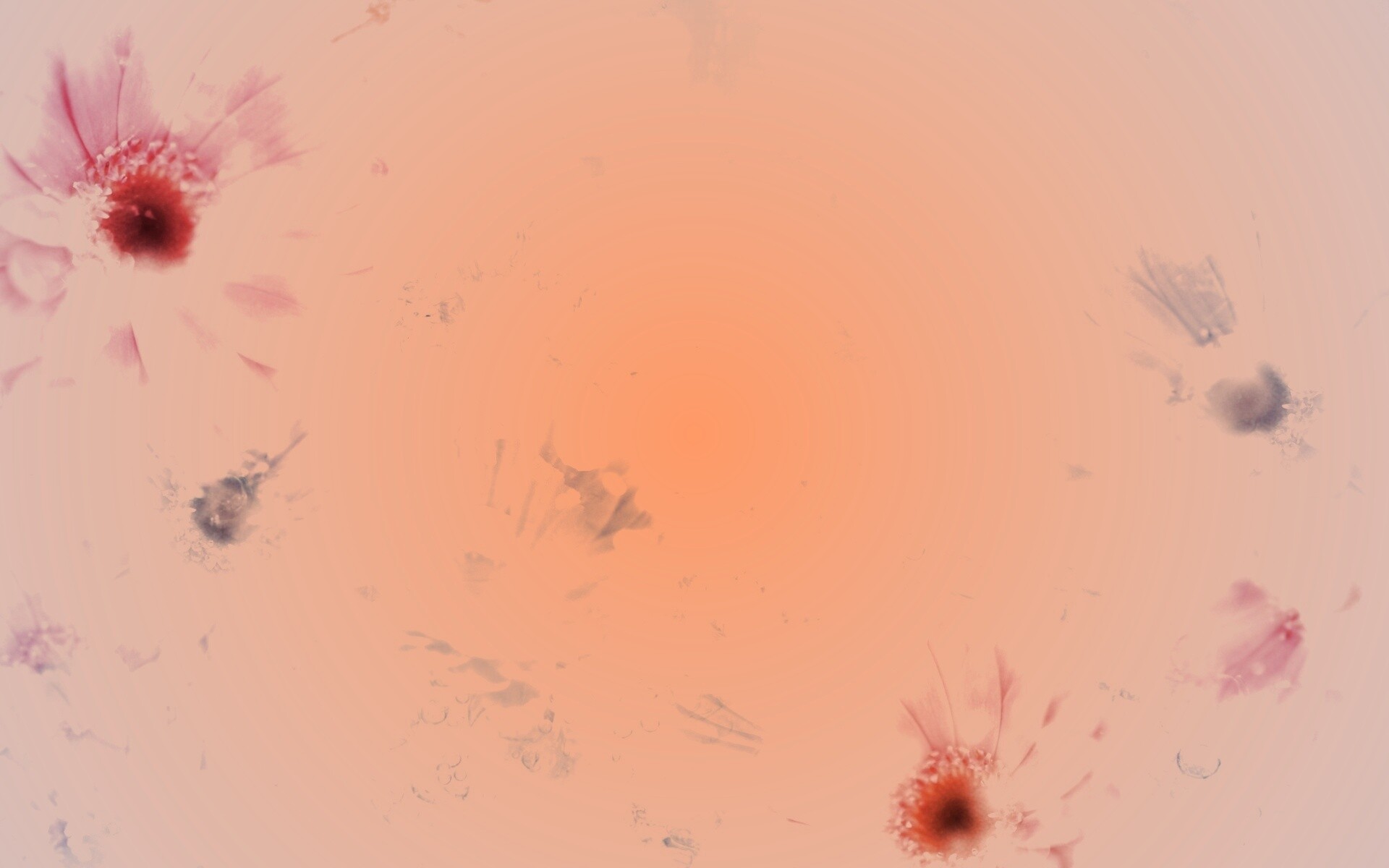 Цветочная эйфория обои