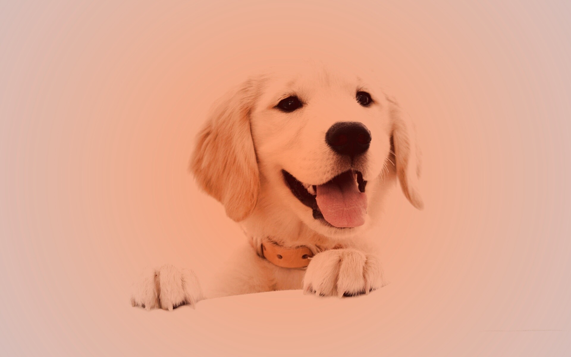 Щенок голден ретривера обои