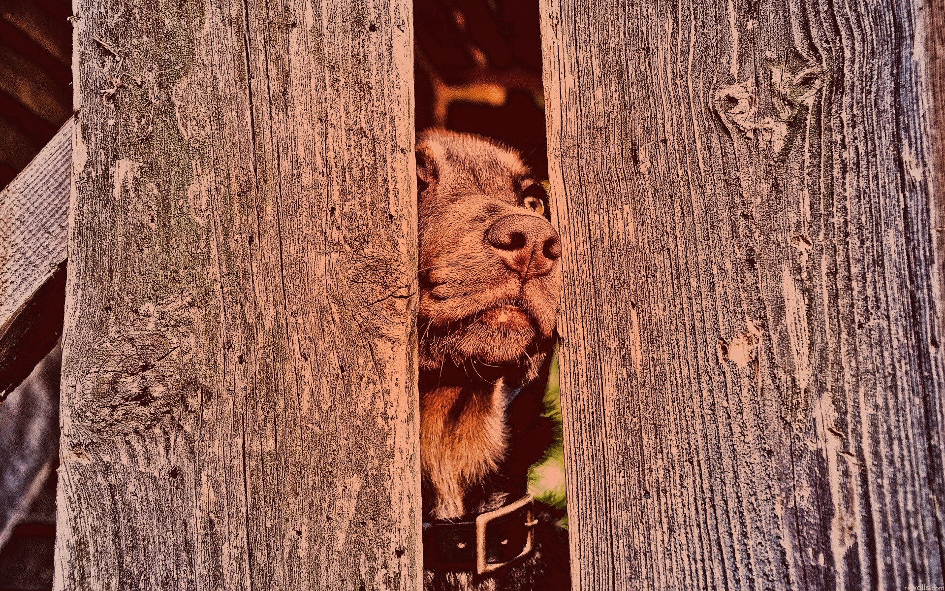 Собака выглядывает из-за забора обои