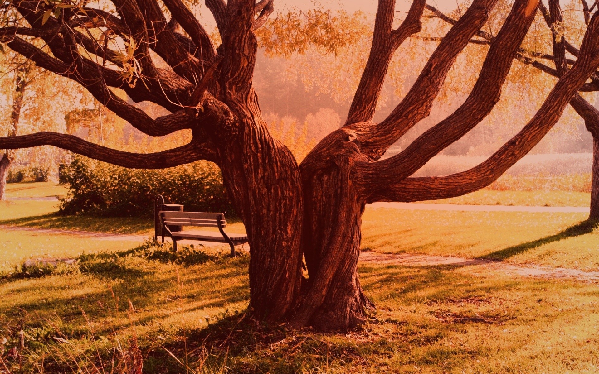 Старые сросшиеся деревья обои