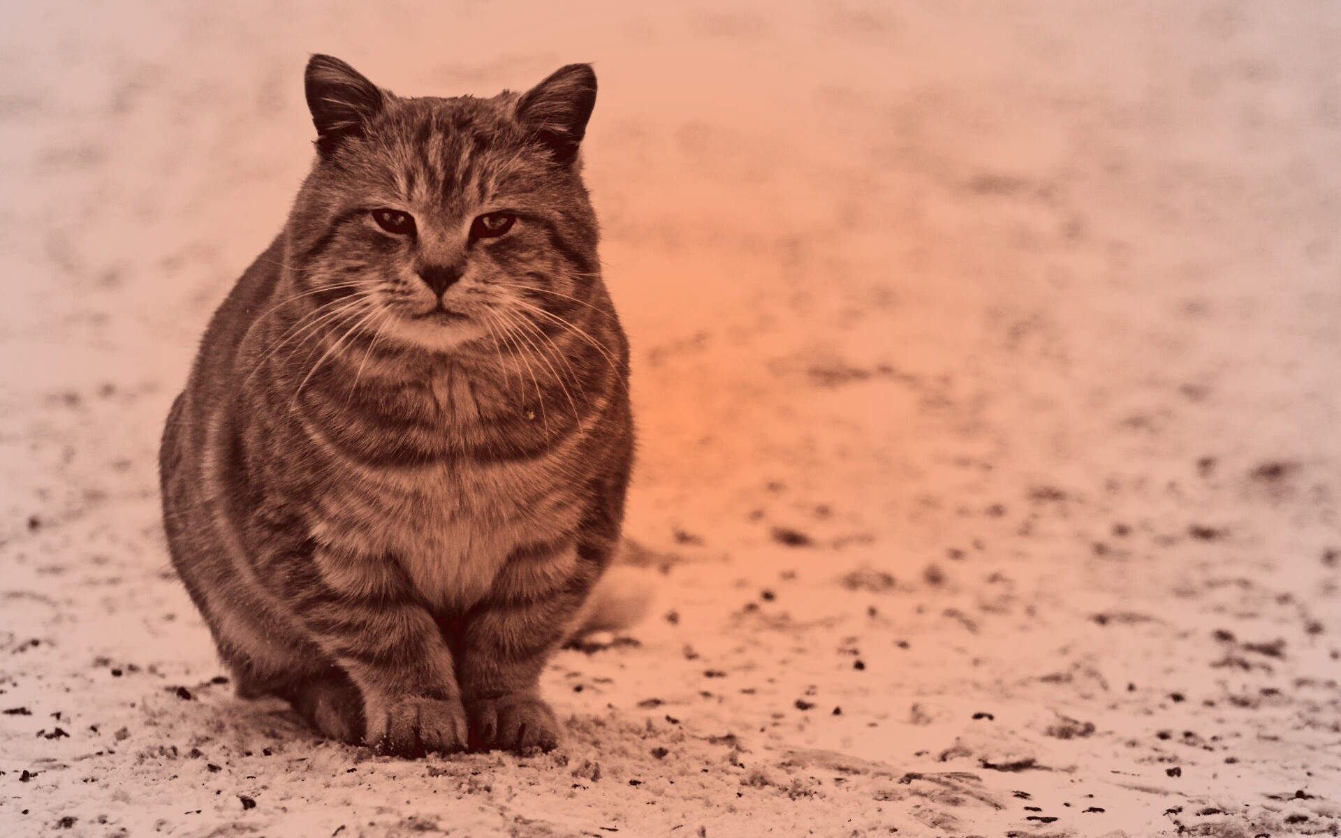 Тяжелый взгляд котэ обои