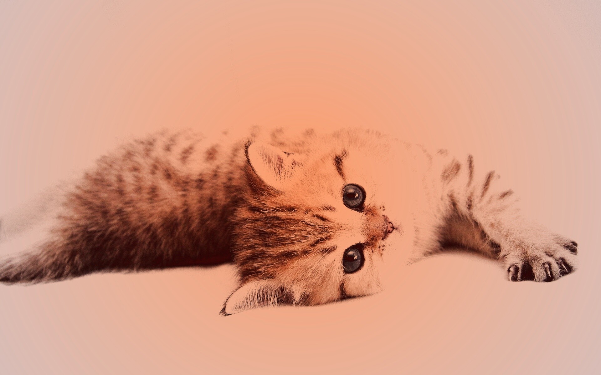 Рыжиый котенок с синим глазами обои