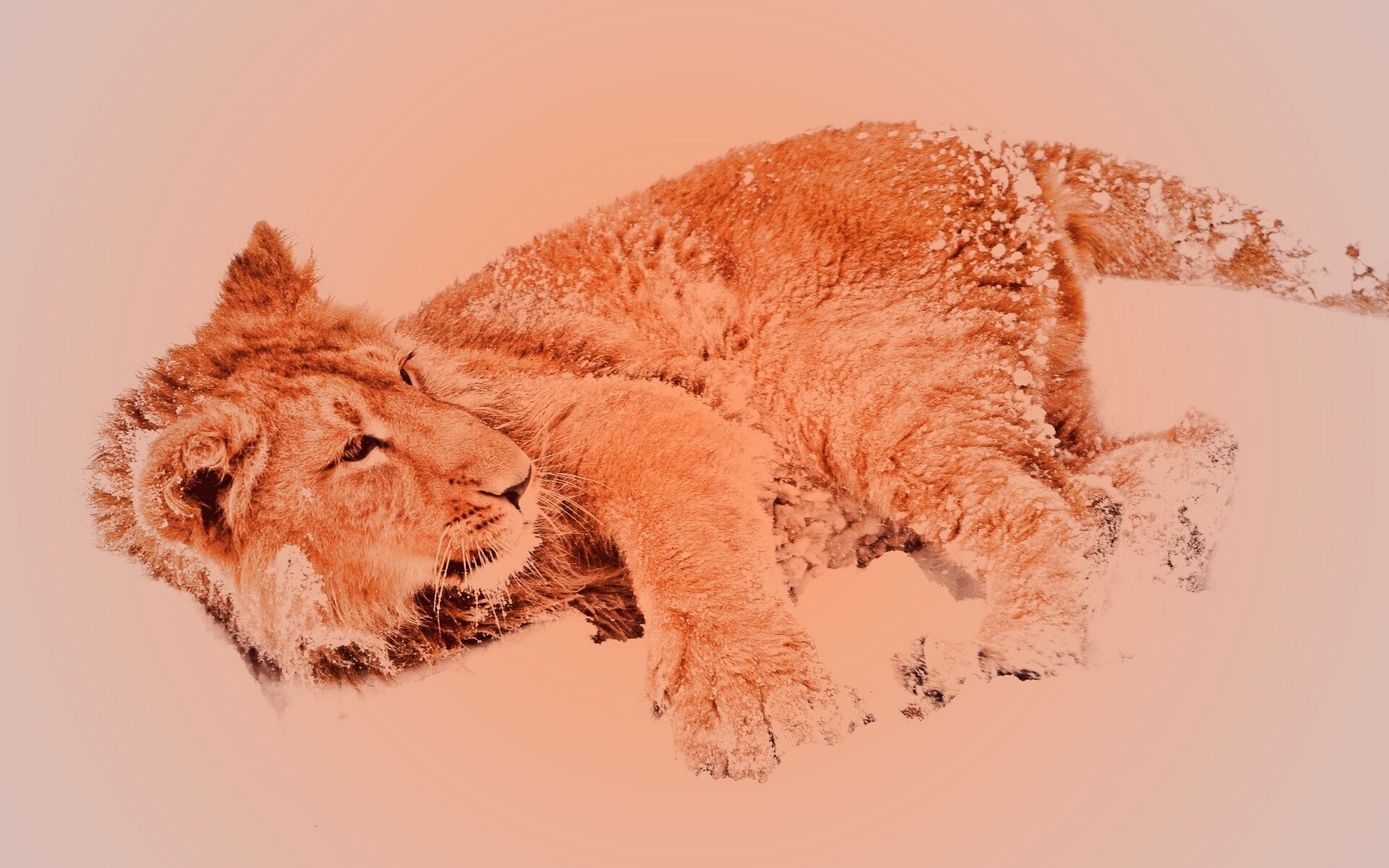 Львёнок в снегу обои