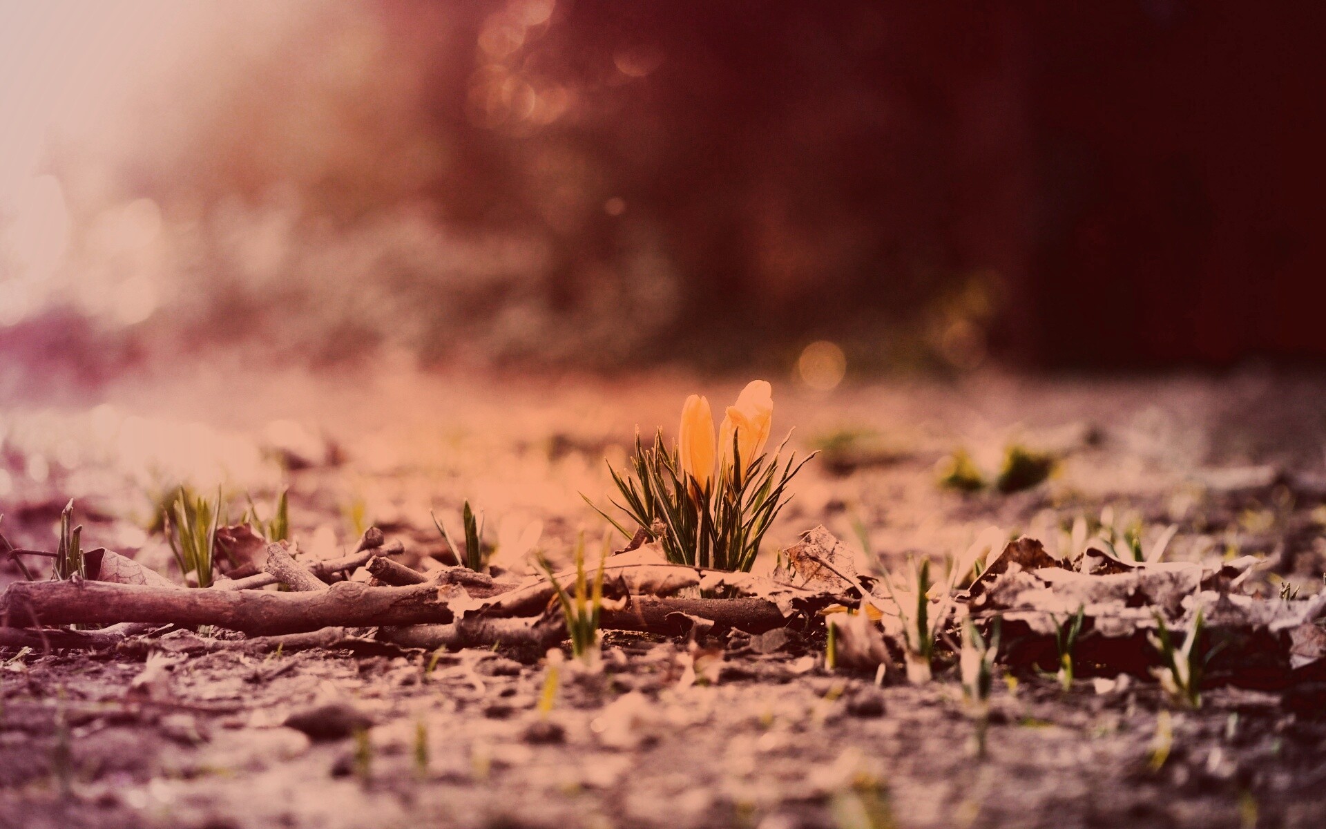 Весенняя трава и цветы обои