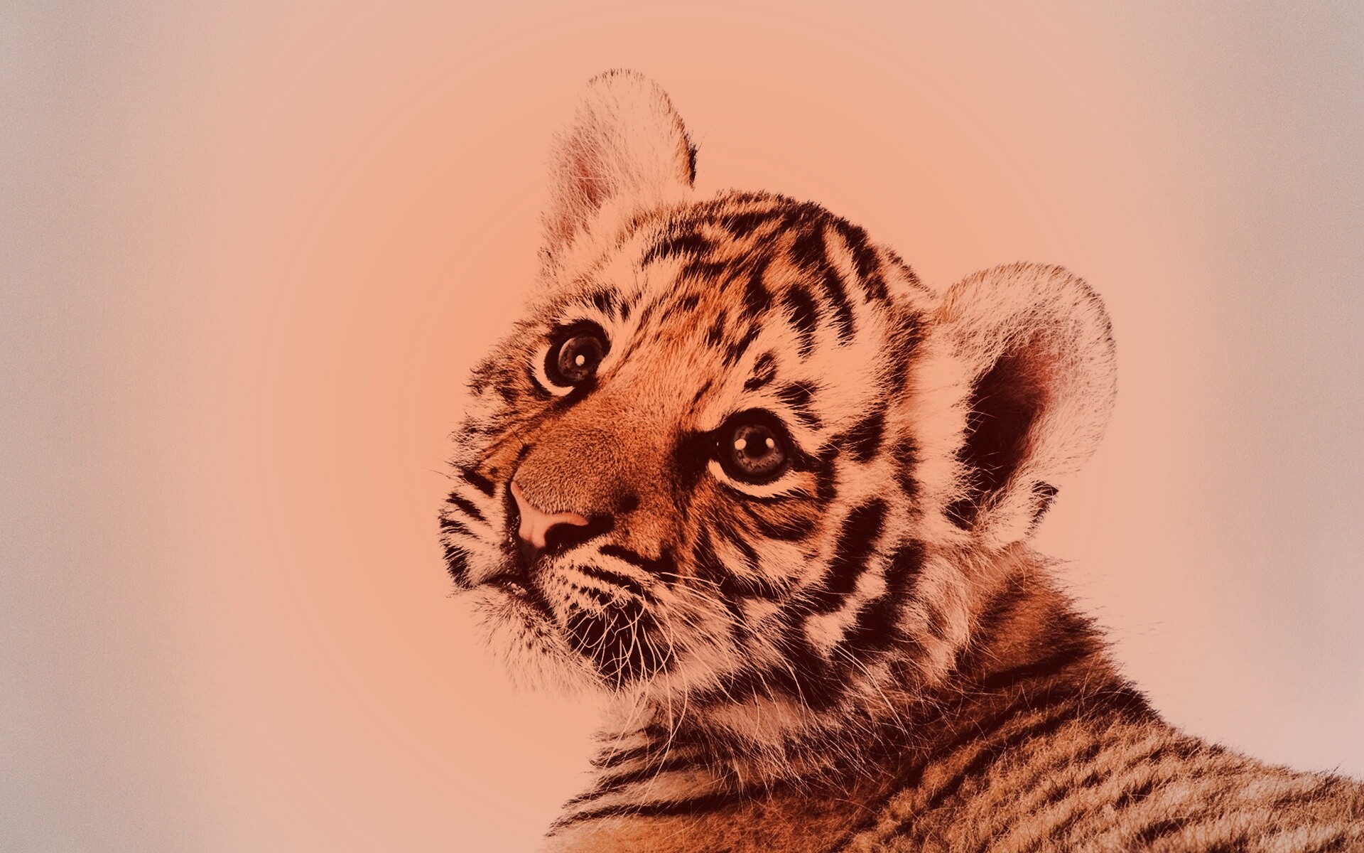 Тигрёнок с грустным взглядом обои