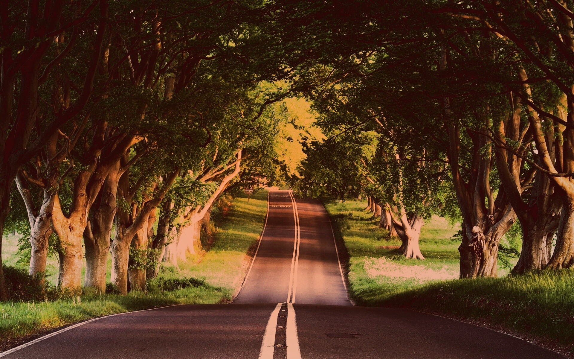 Дорога через лес обои