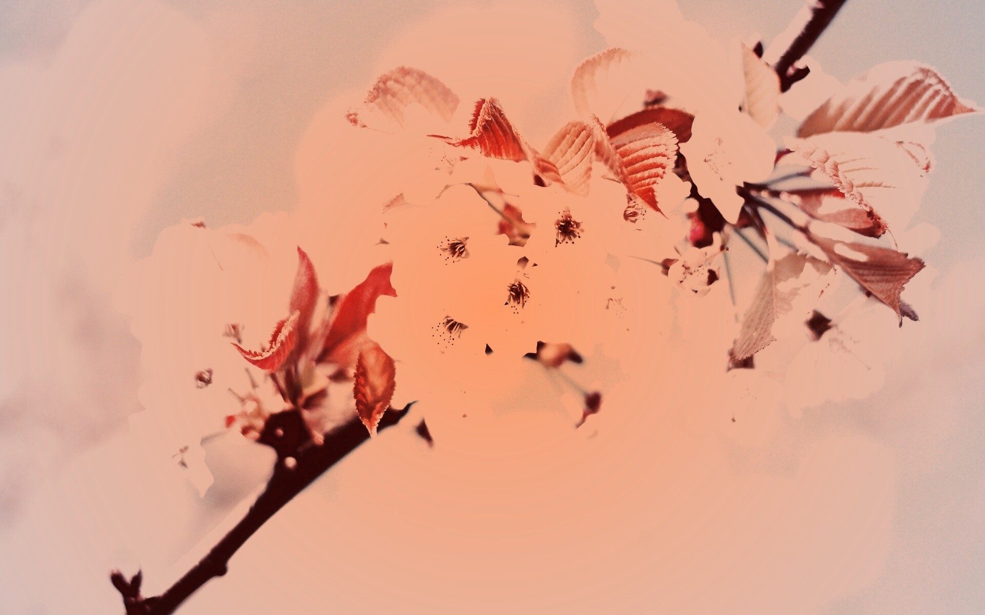 Белые цветы вишни обои