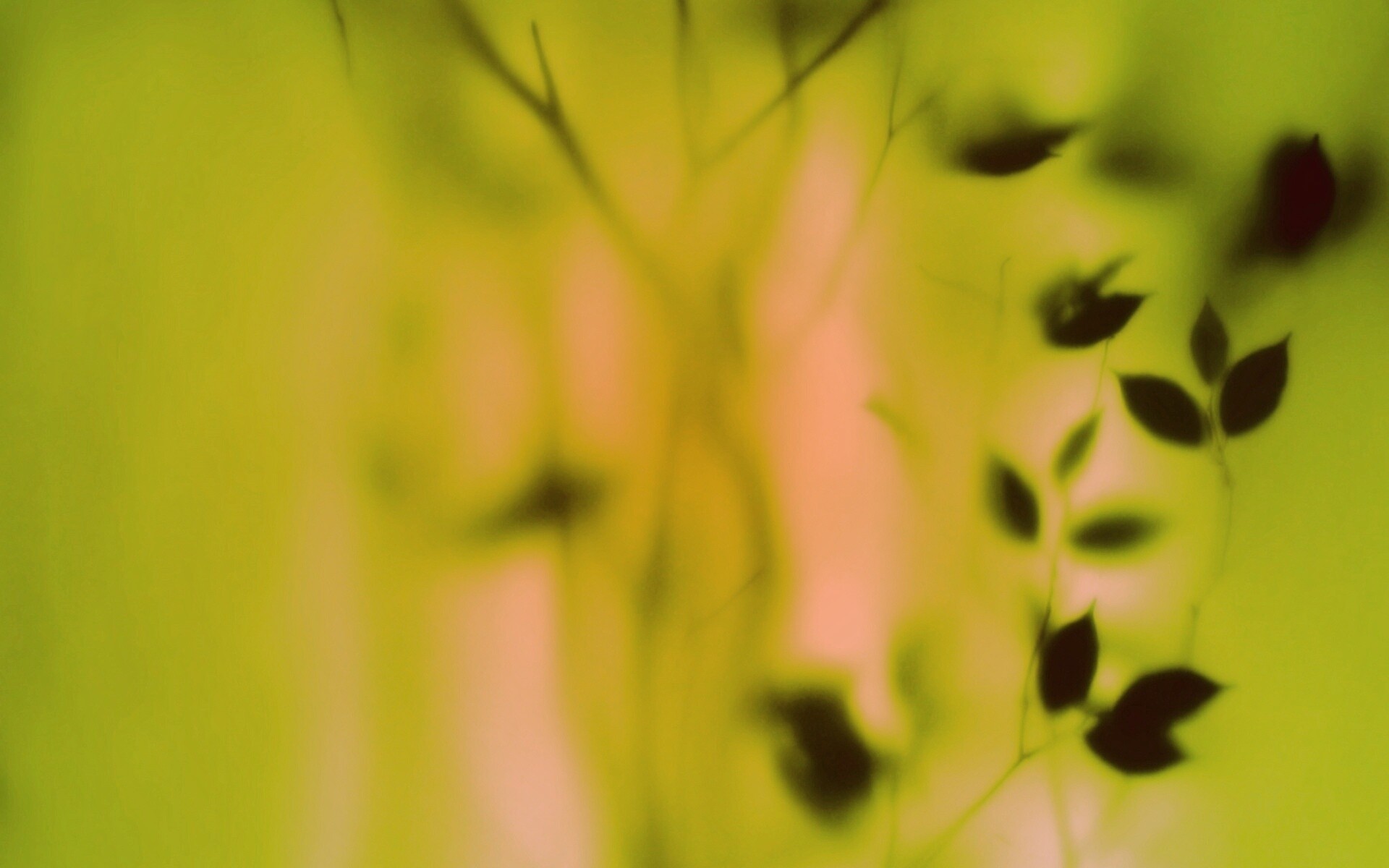 Зелень за стеклом обои