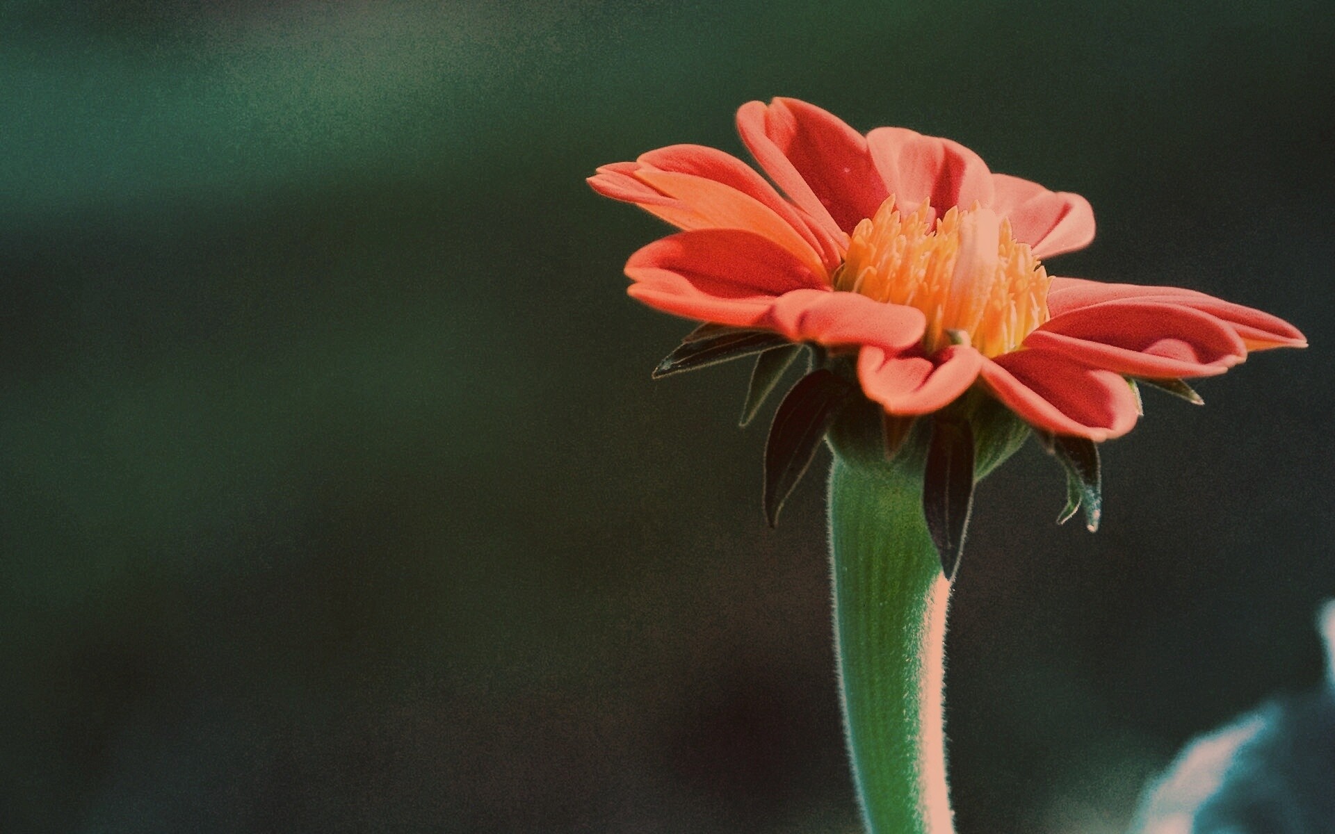 Красивый красный цветок обои