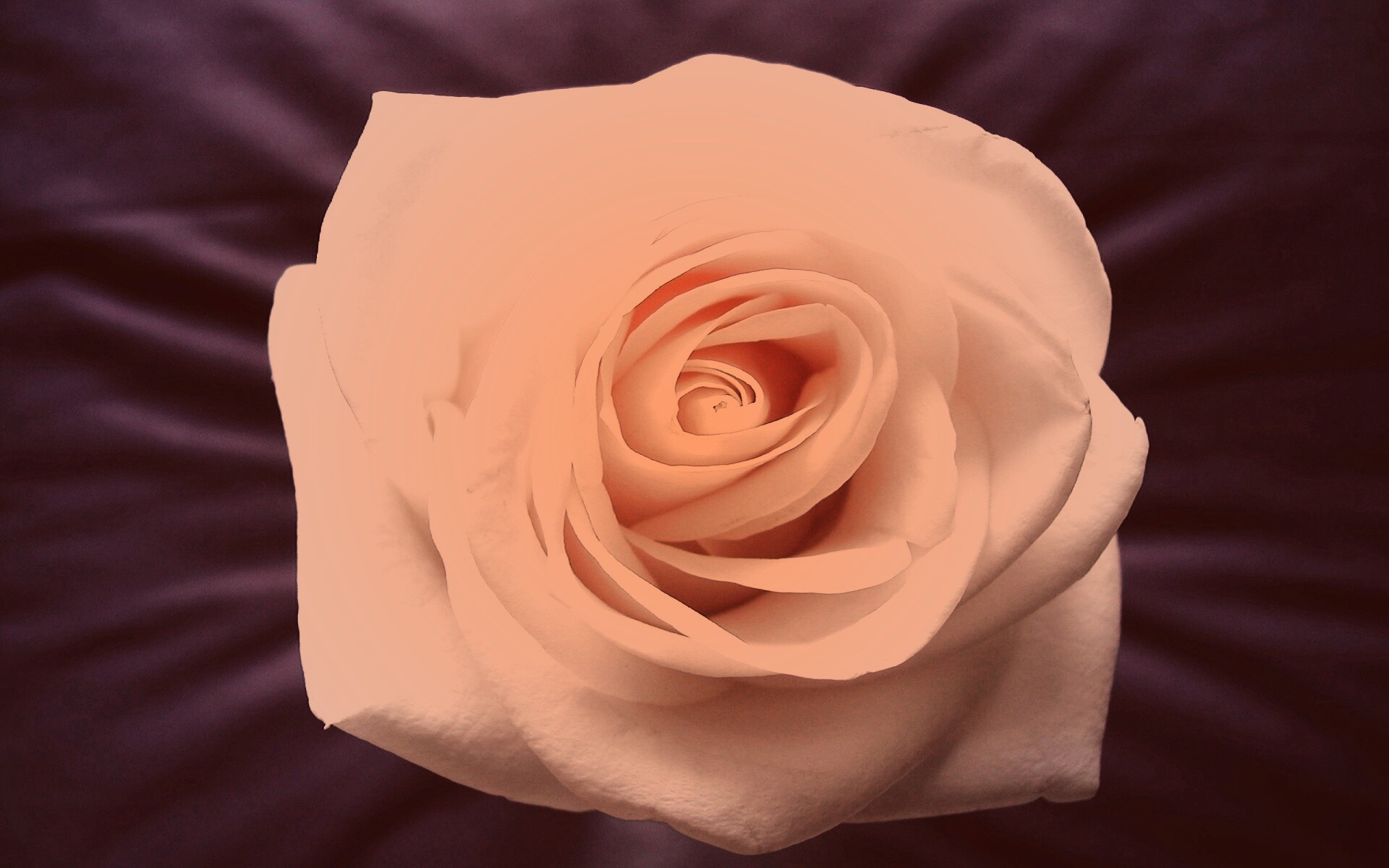 Белая роза на синей ткани обои