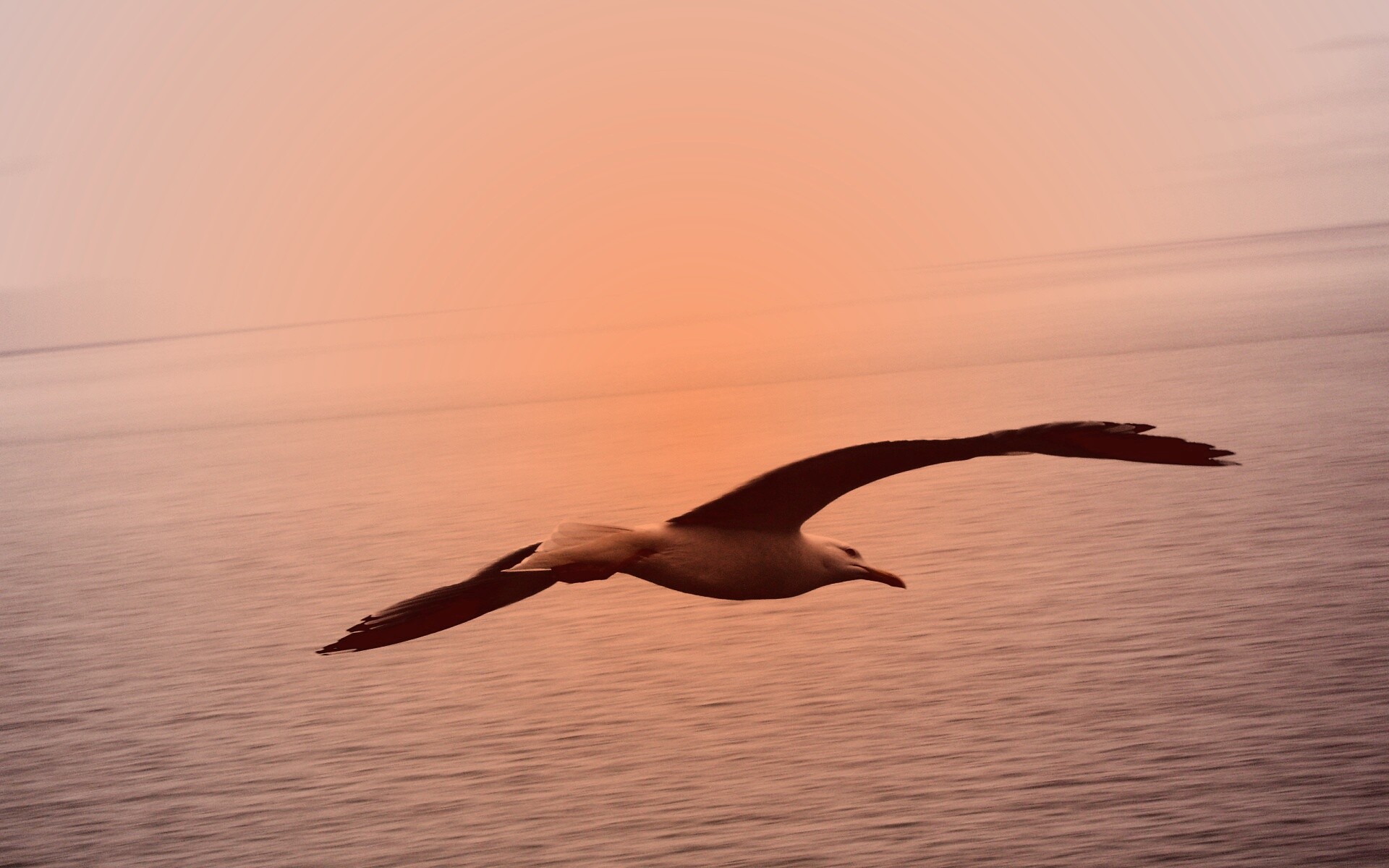 Чайка в полете обои