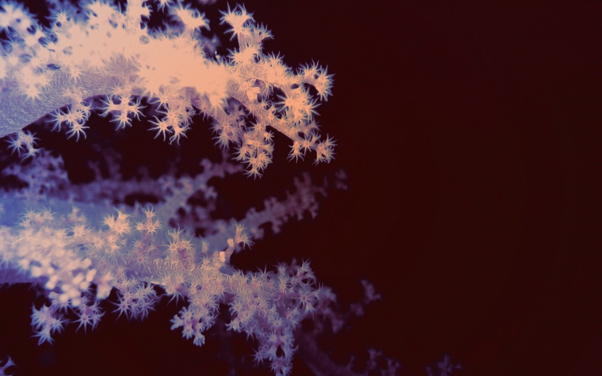 Кораллы обои