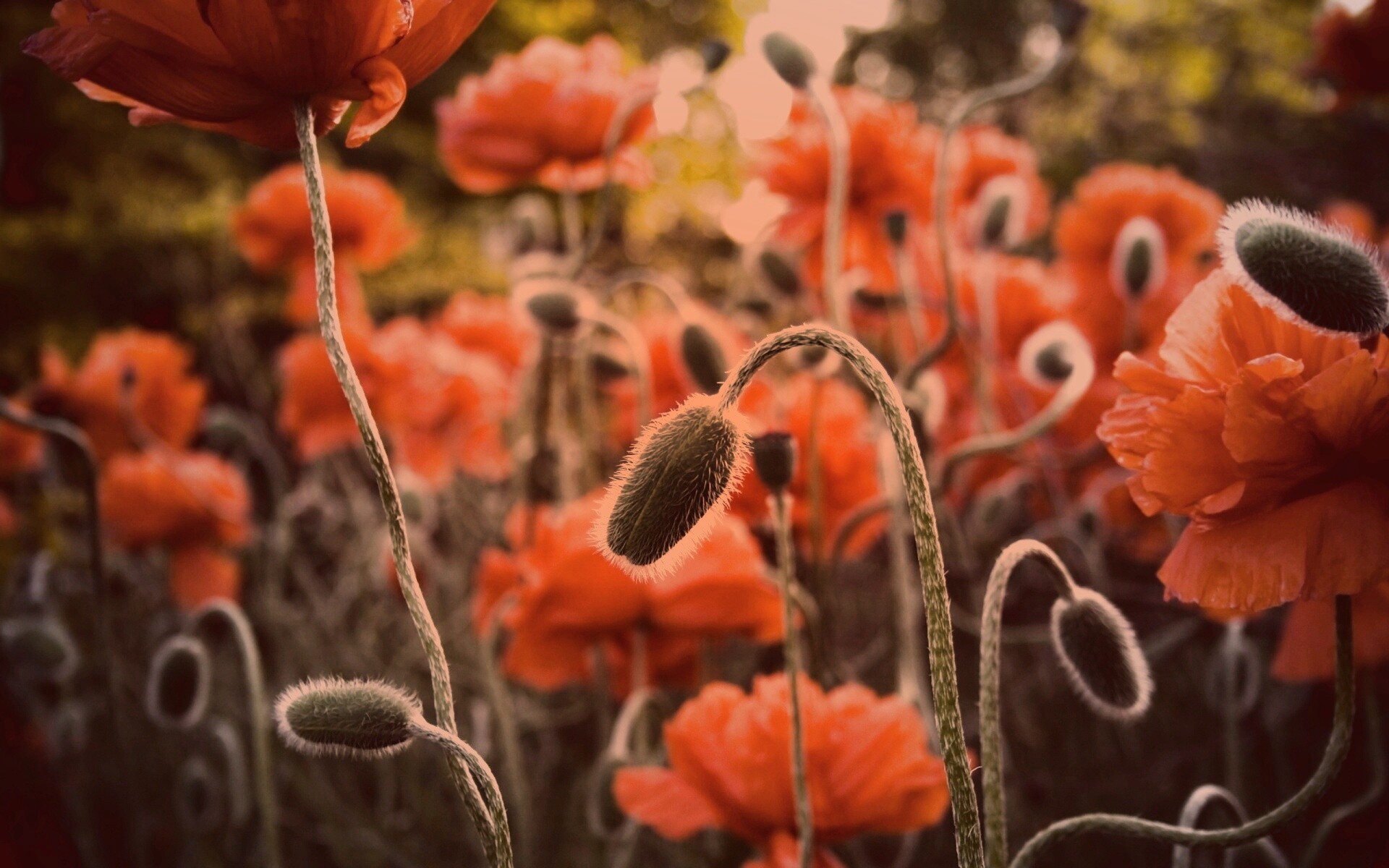 Бутон среди цветов обои