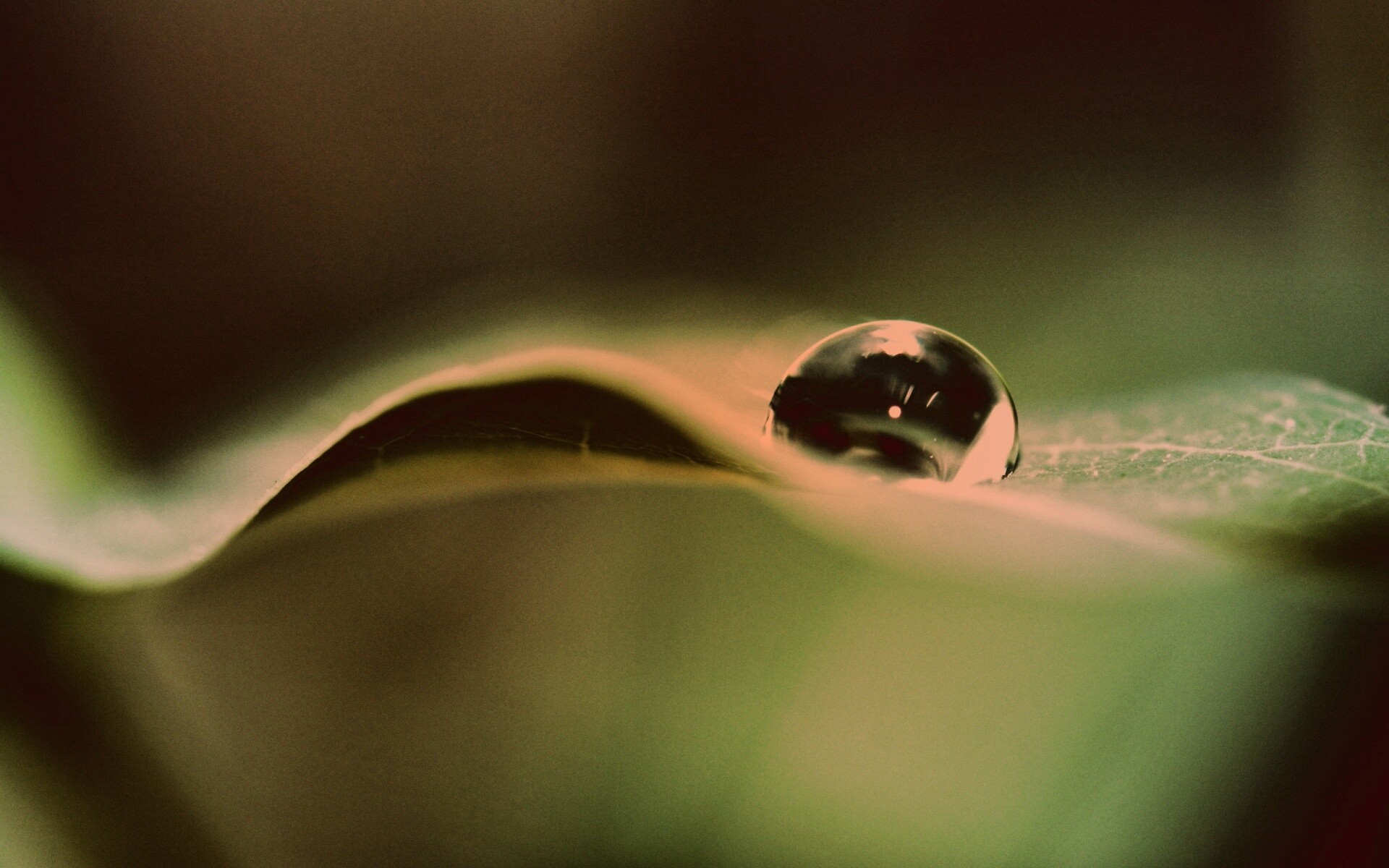 Фотография капли воды в макро обои