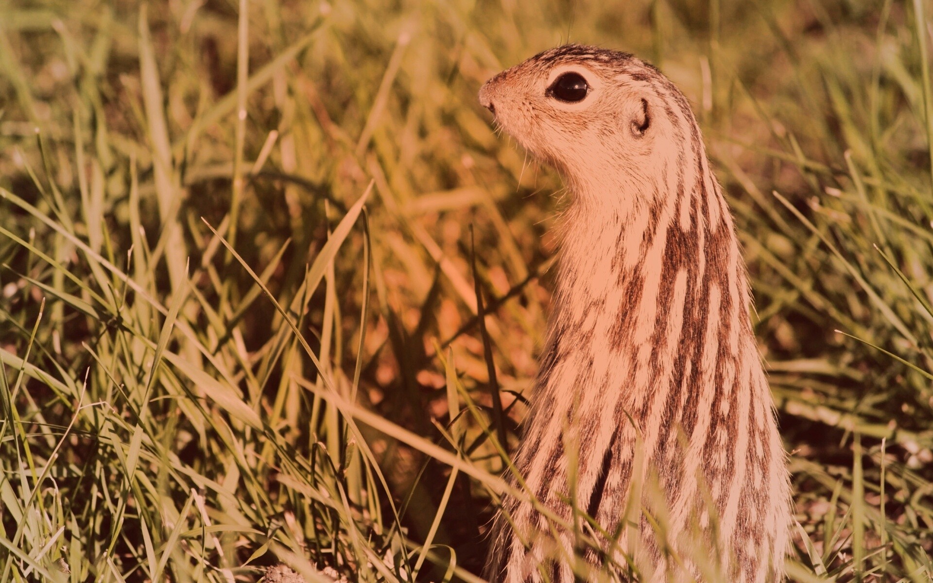 Сурок в стойке обои