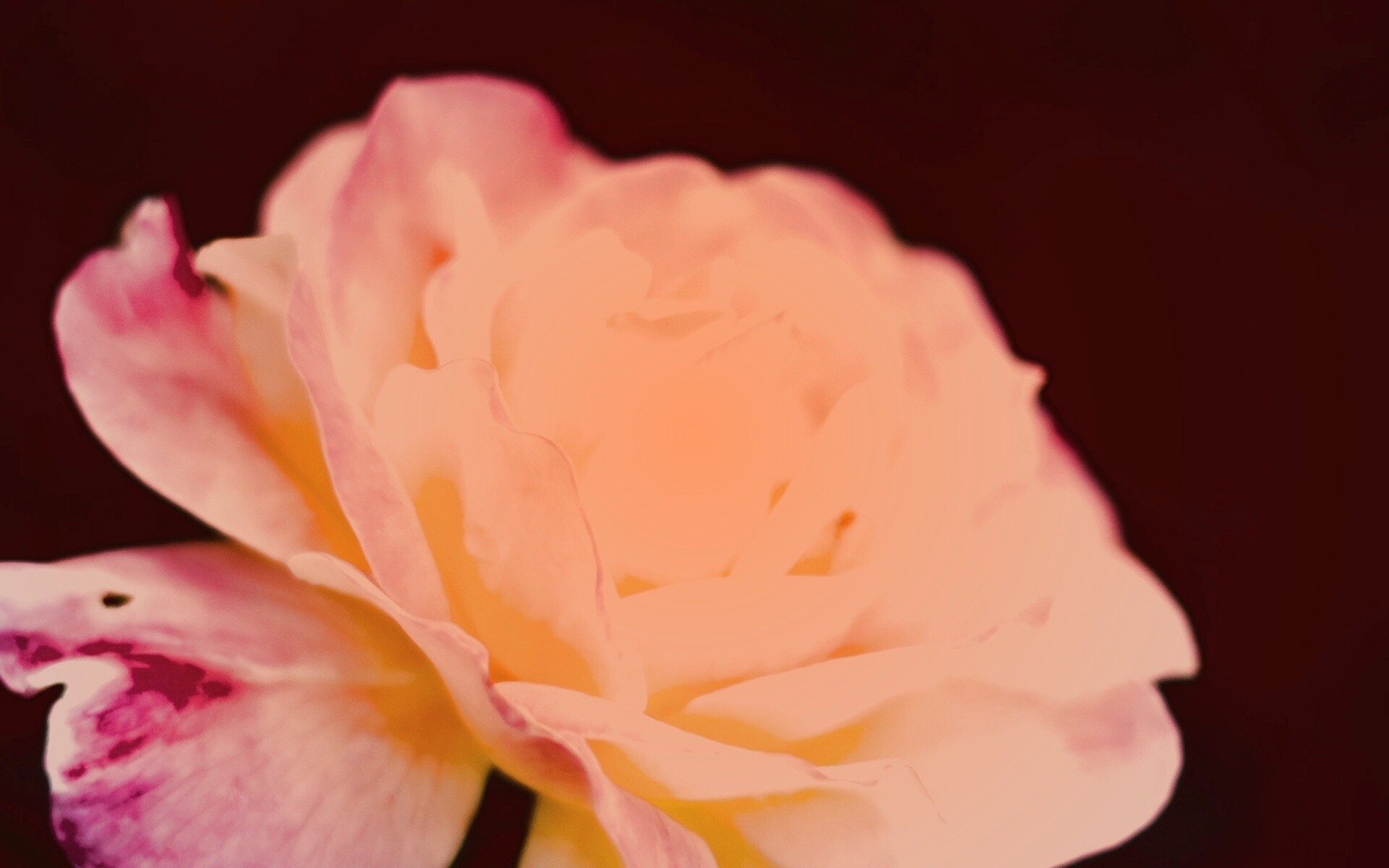 Картинка с нежным розовым цветком обои