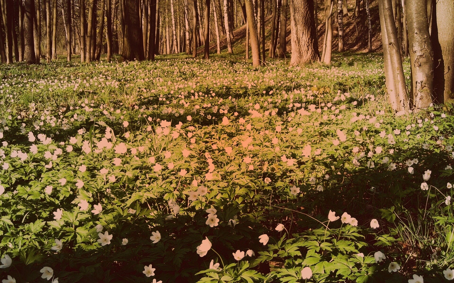 Поляна весенних цветов обои