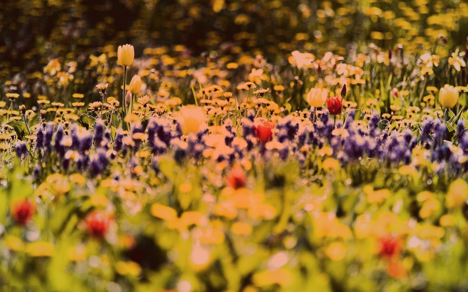 Все краски весны обои