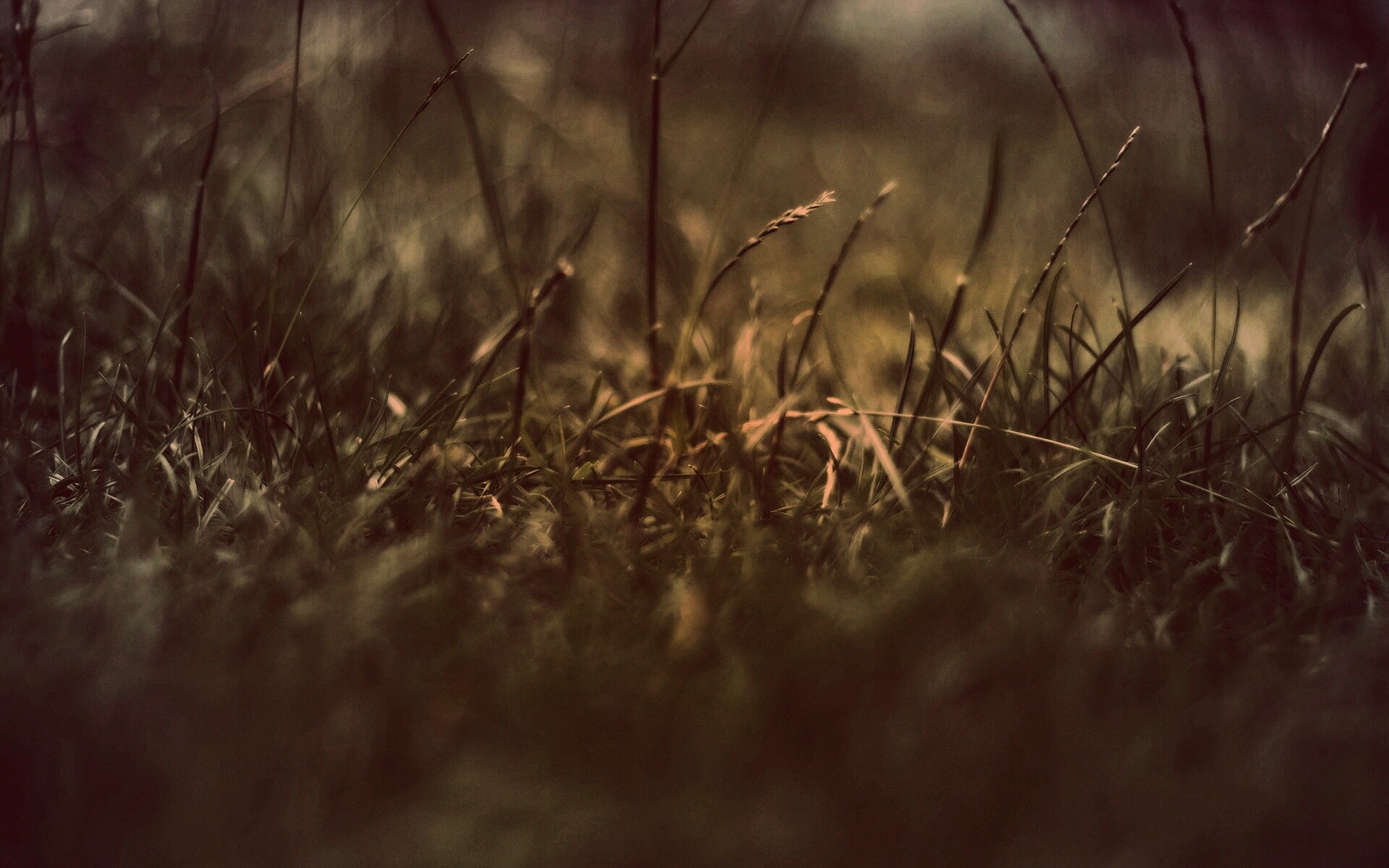 Трава в макро режиме обои