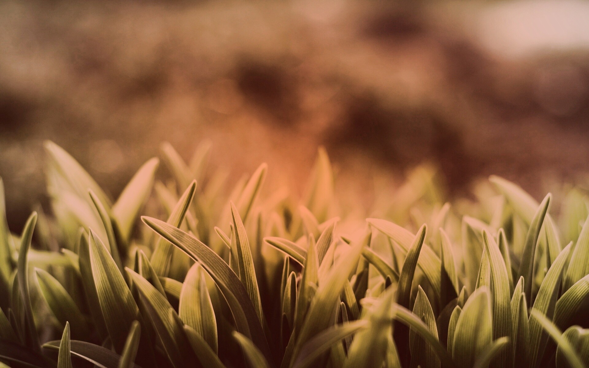 Сочная нежная трава обои