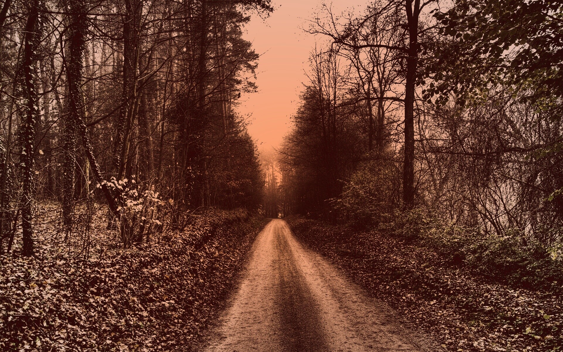 Лесная дорога обои