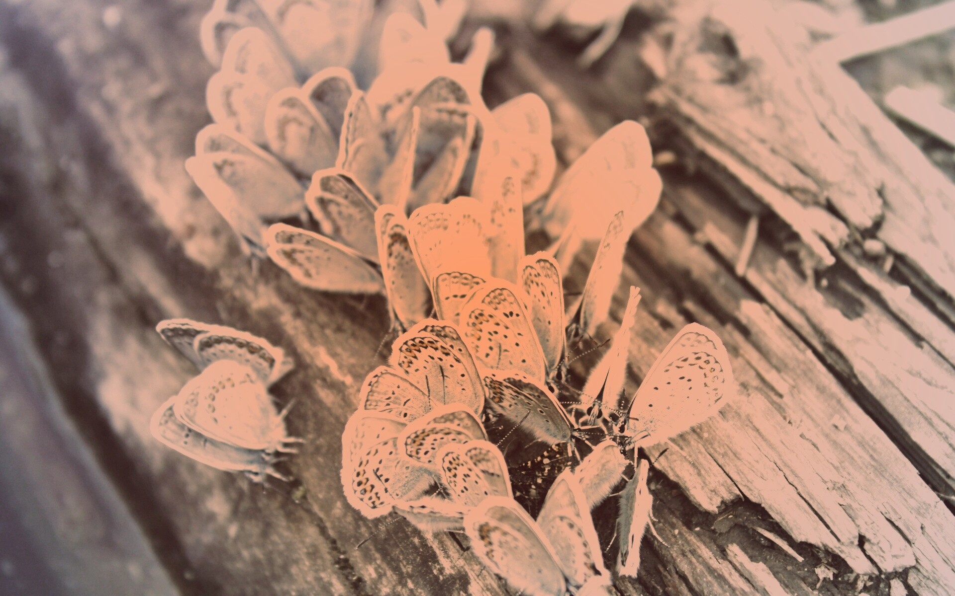 Голубые бабочки обои