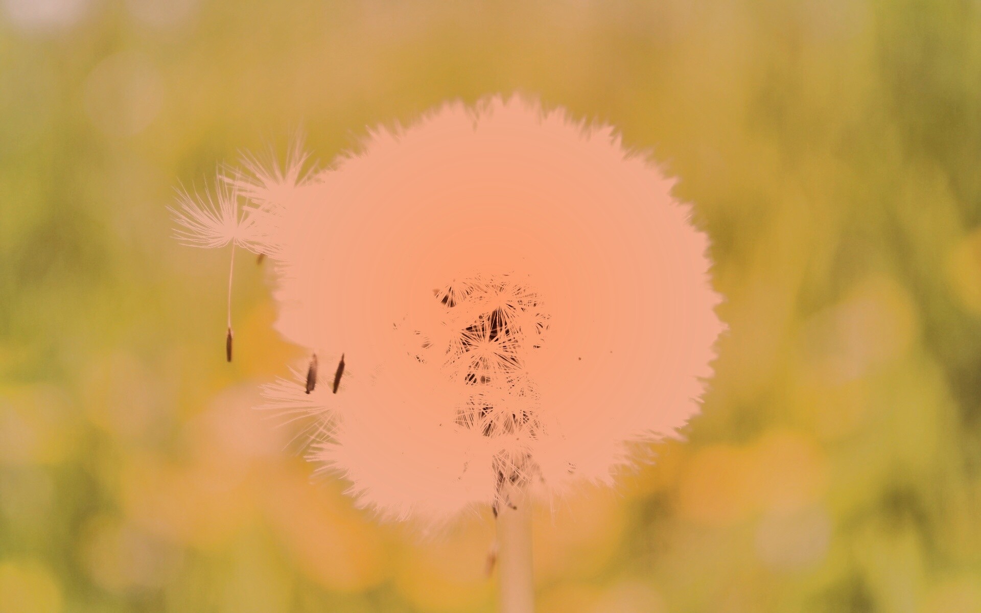 Одуванчик обои