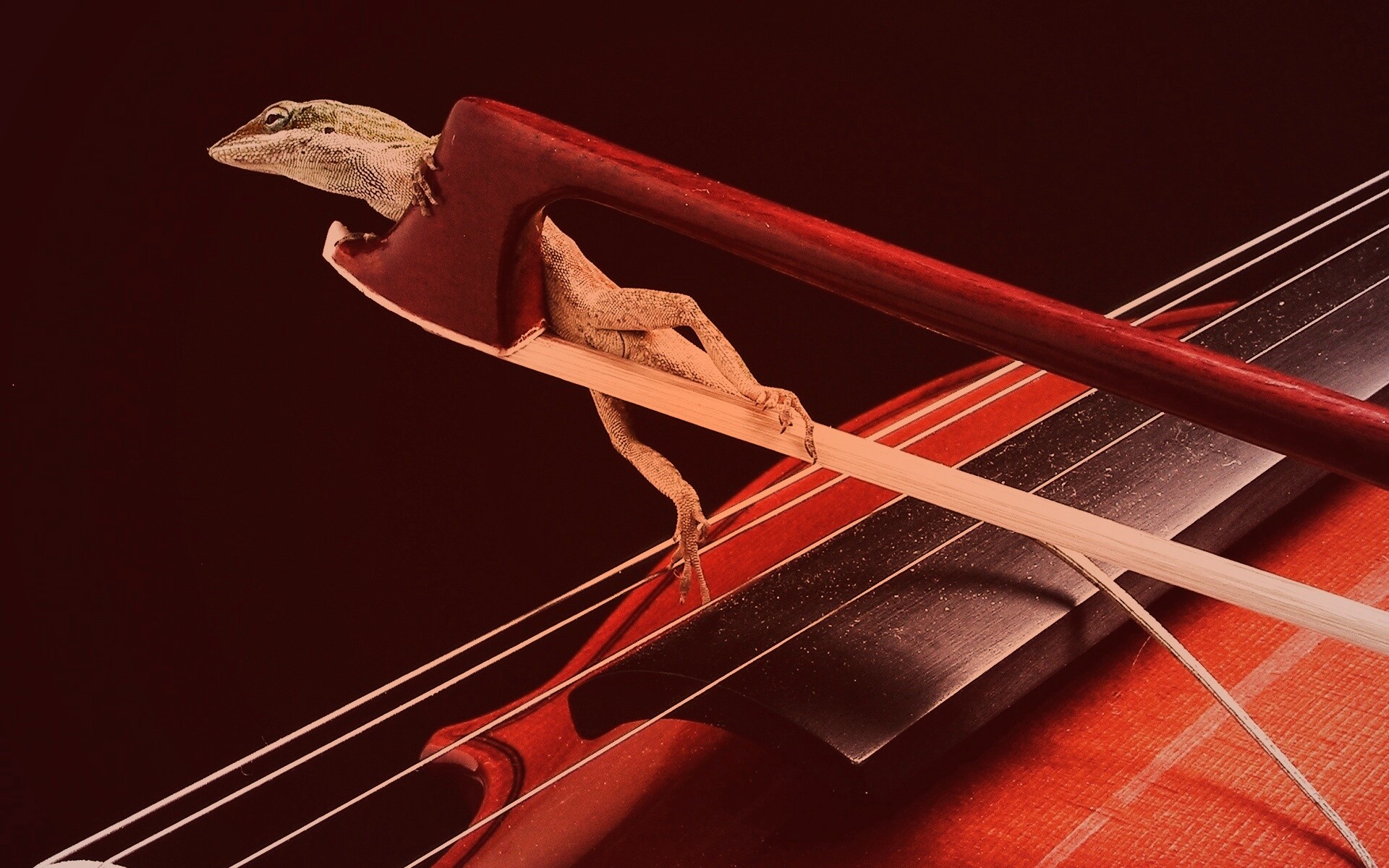 Ящерка на виолончели обои