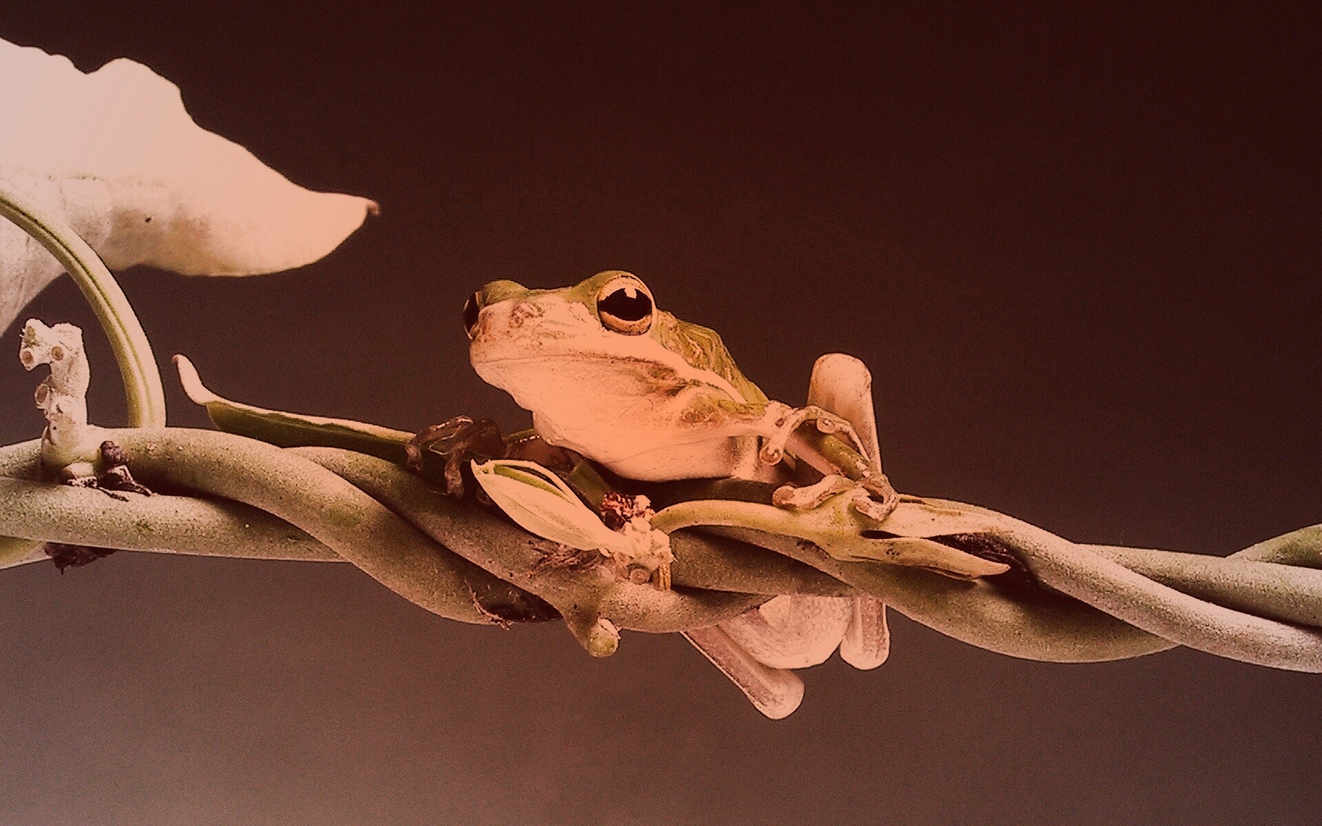 Лупоглазая лягушка на лиане обои