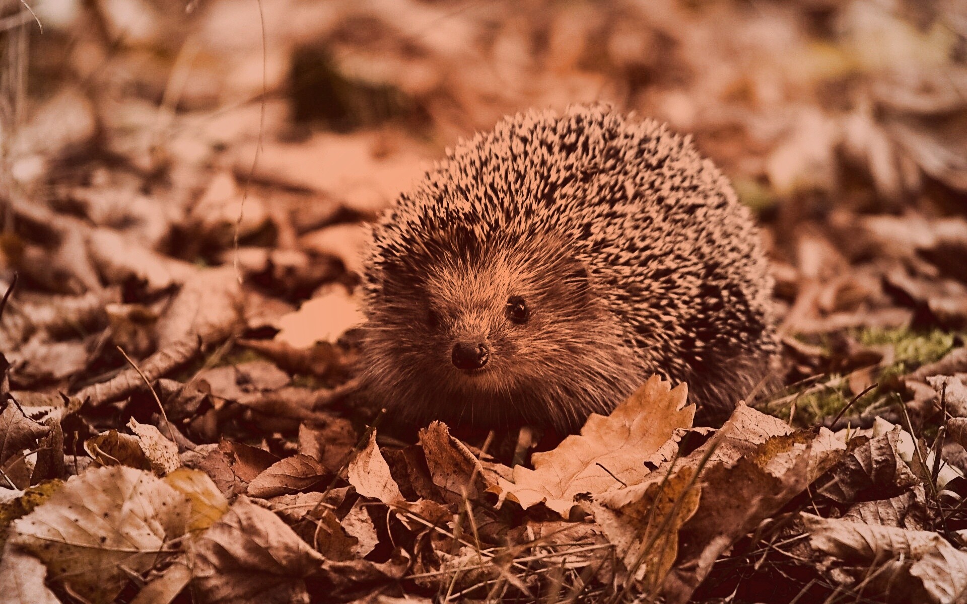 Ежик в осенней листве обои