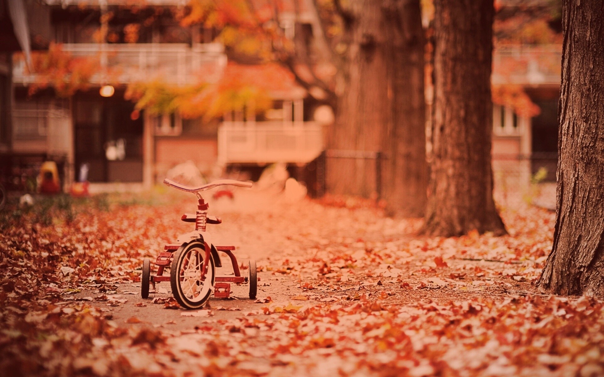 Трёхколёсный друг на осенней дорожке обои