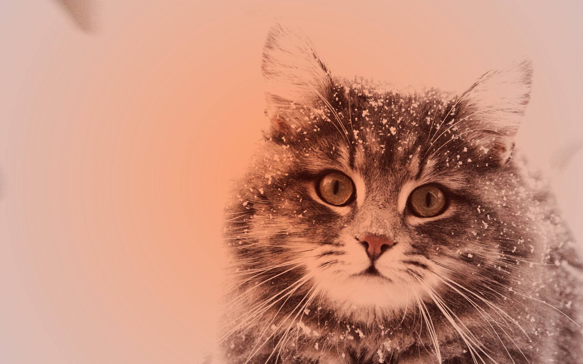 Кот в снегу обои