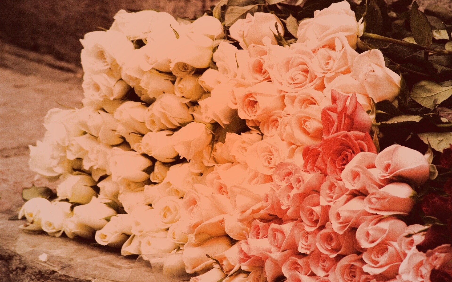 Букеты светлых роз обои