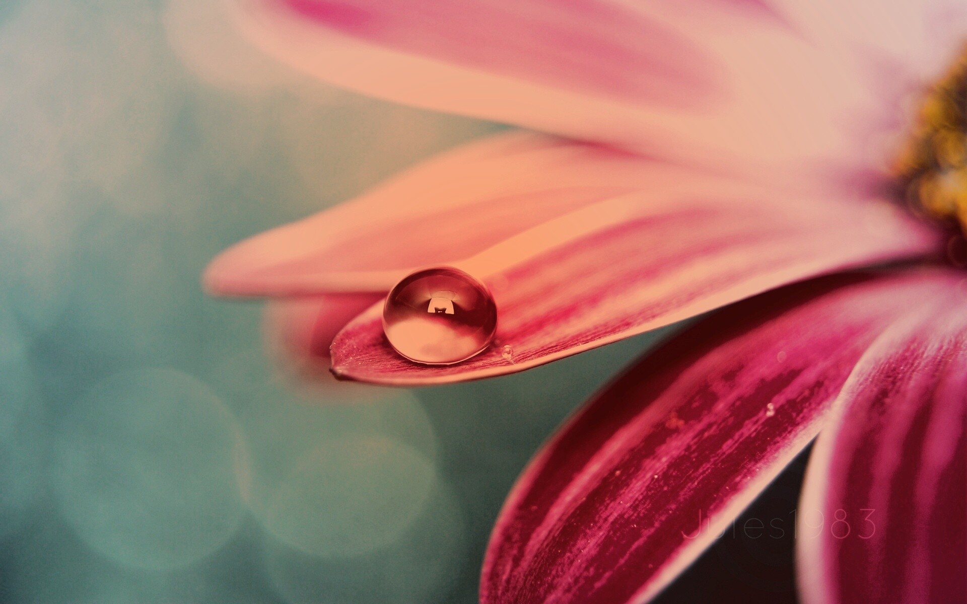 Капля на лепестке обои