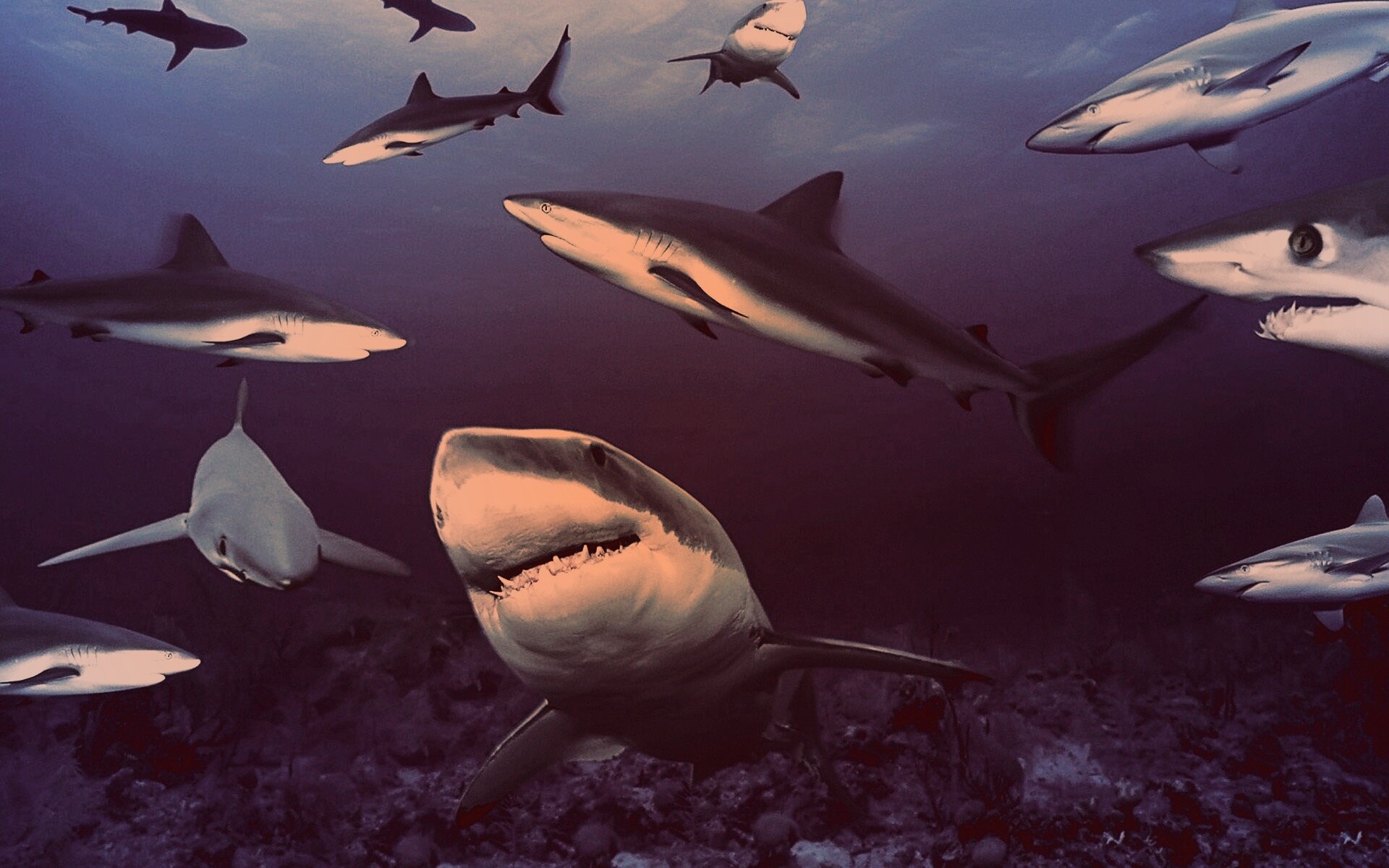 Стая акул обои