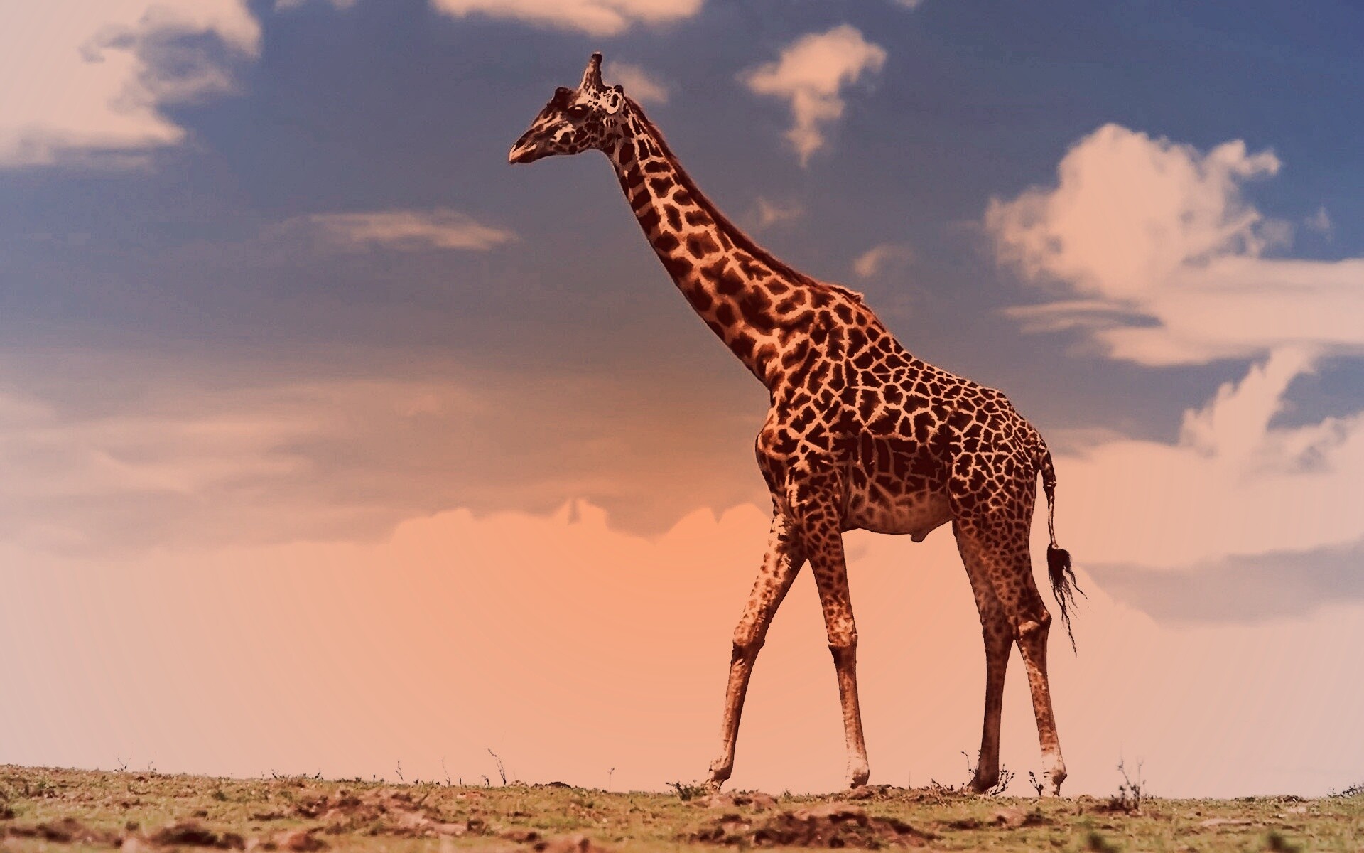 Жираф на прогулке обои