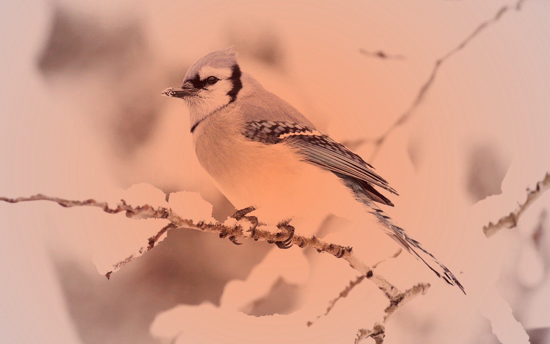 Маленькая синяя птичка обои