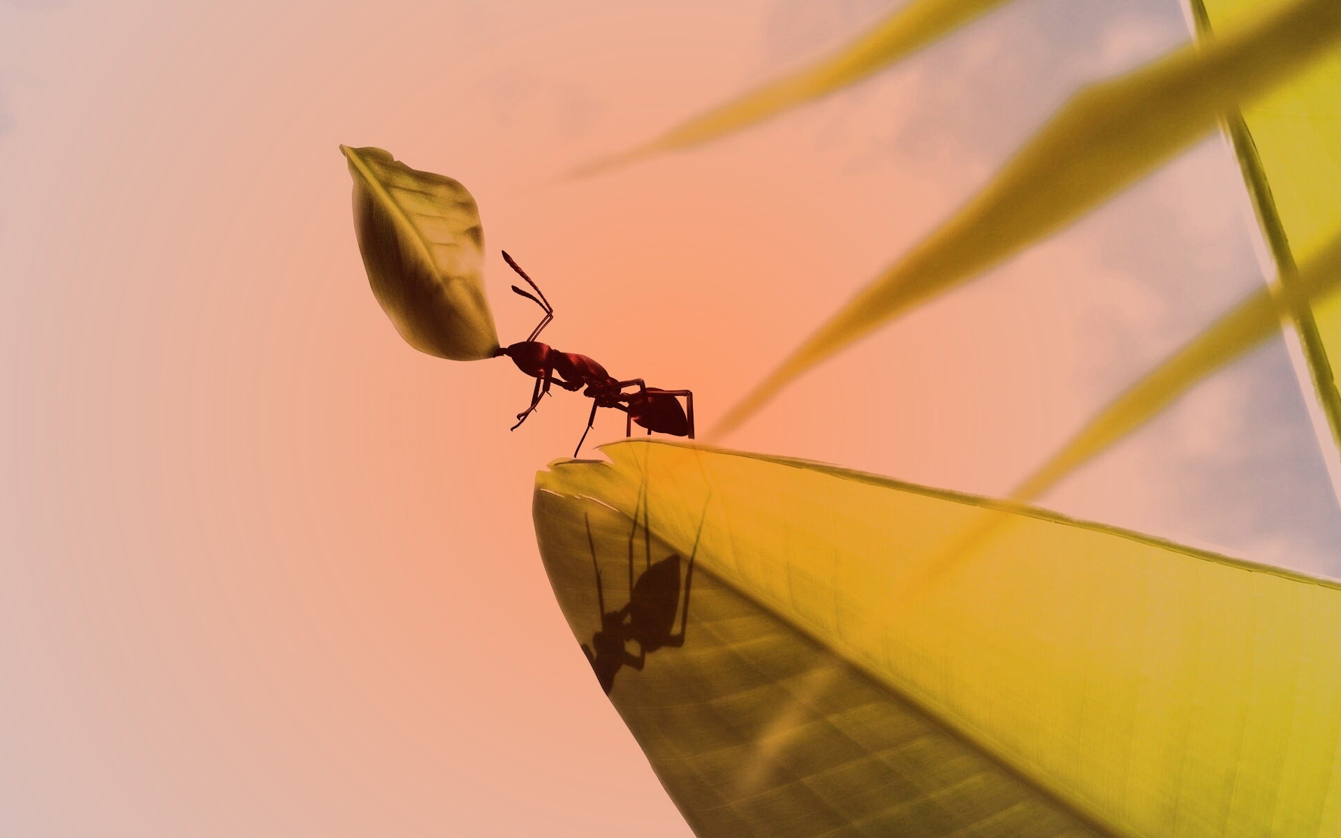 Муравей тащит лист обои