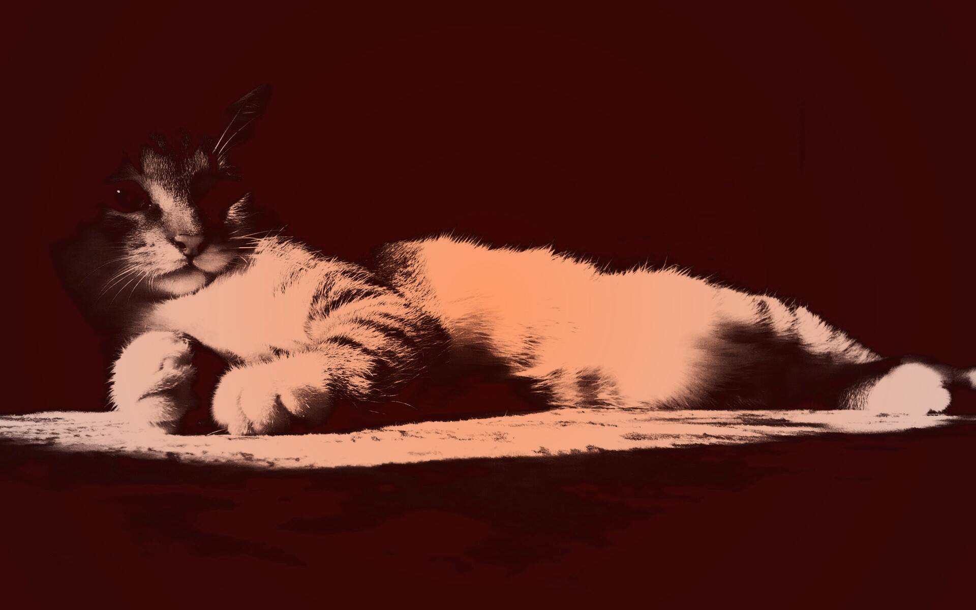 Котик в тени обои