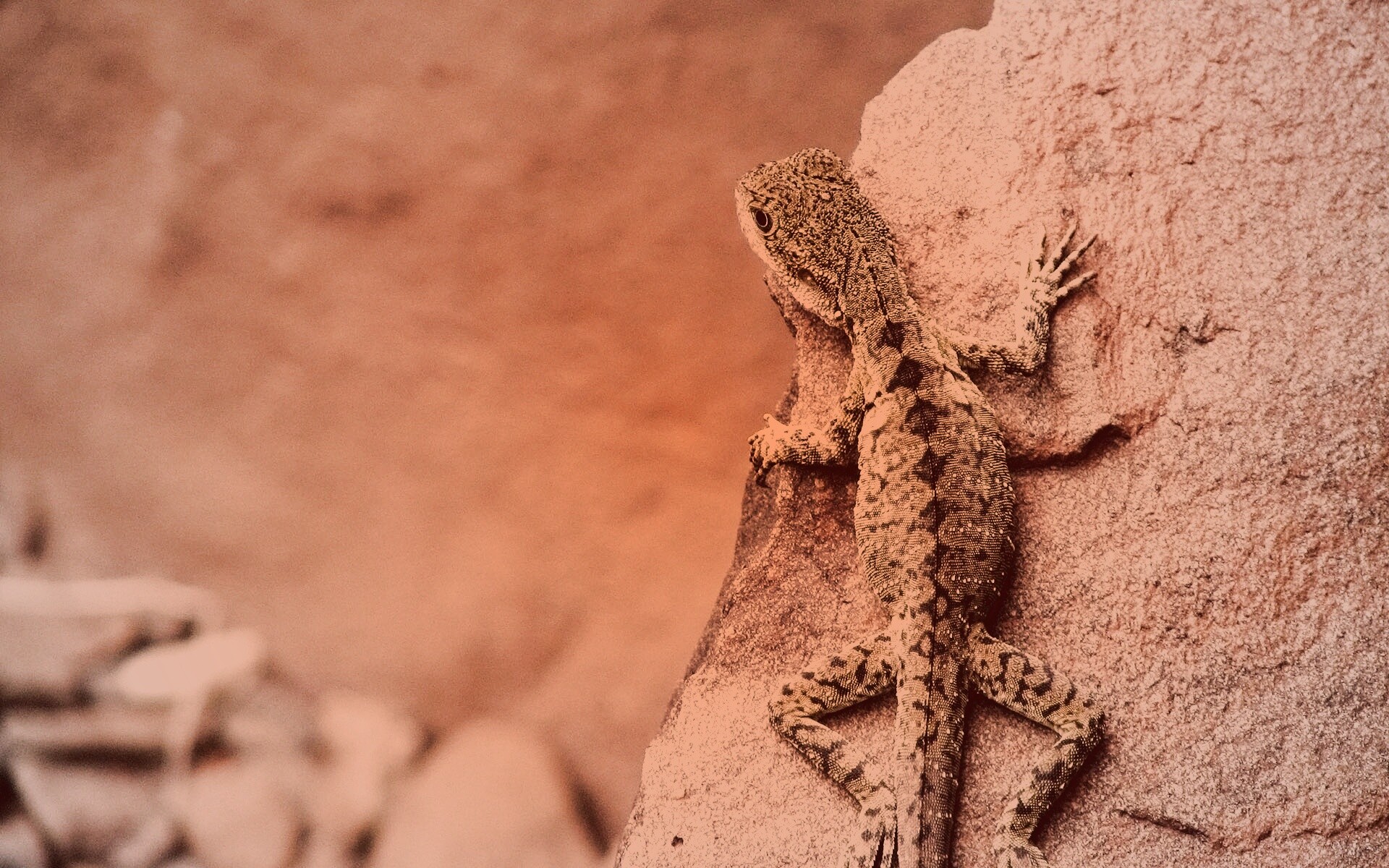 Ящерица на камне обои