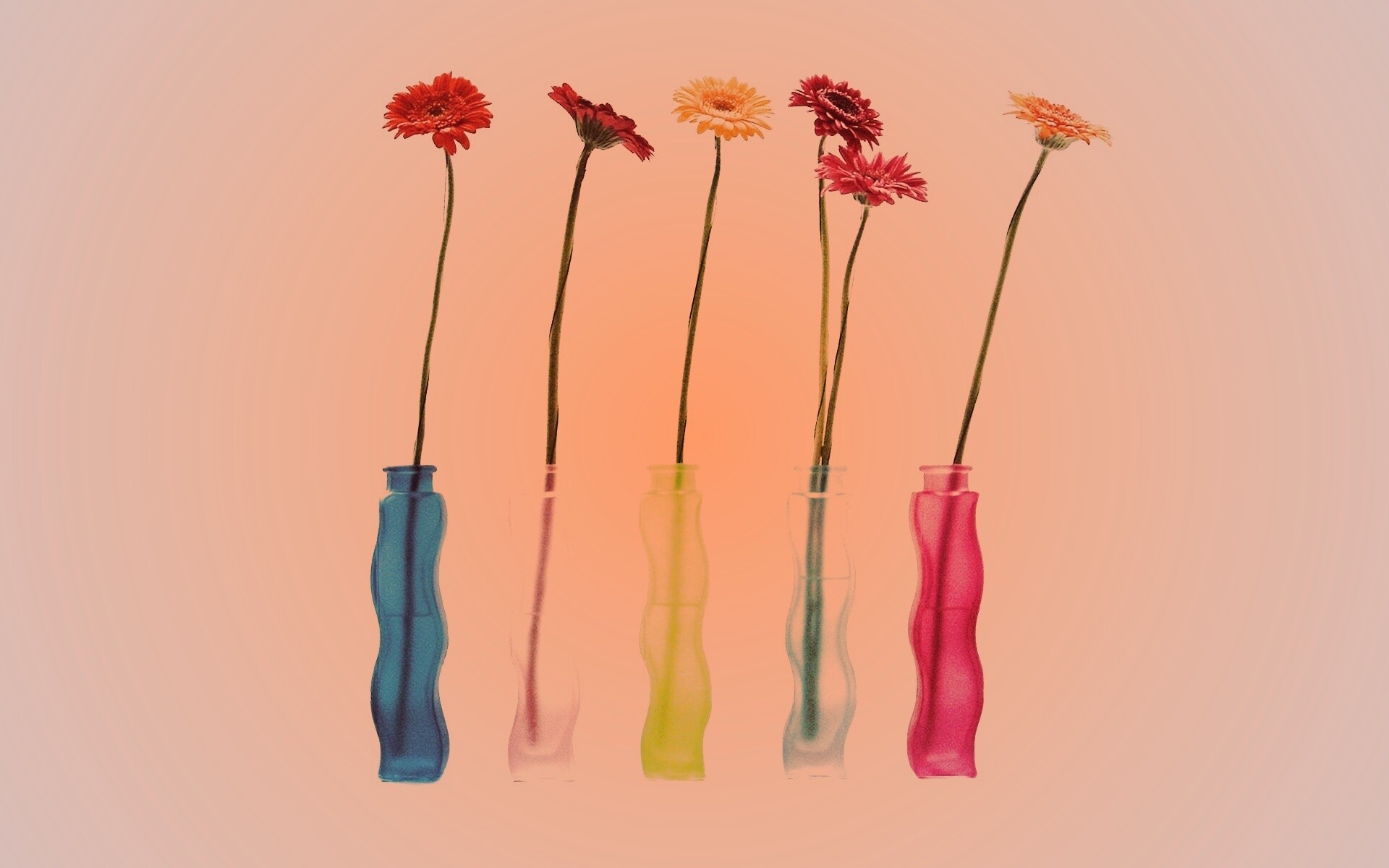 Герберы в изогнутых вазах обои